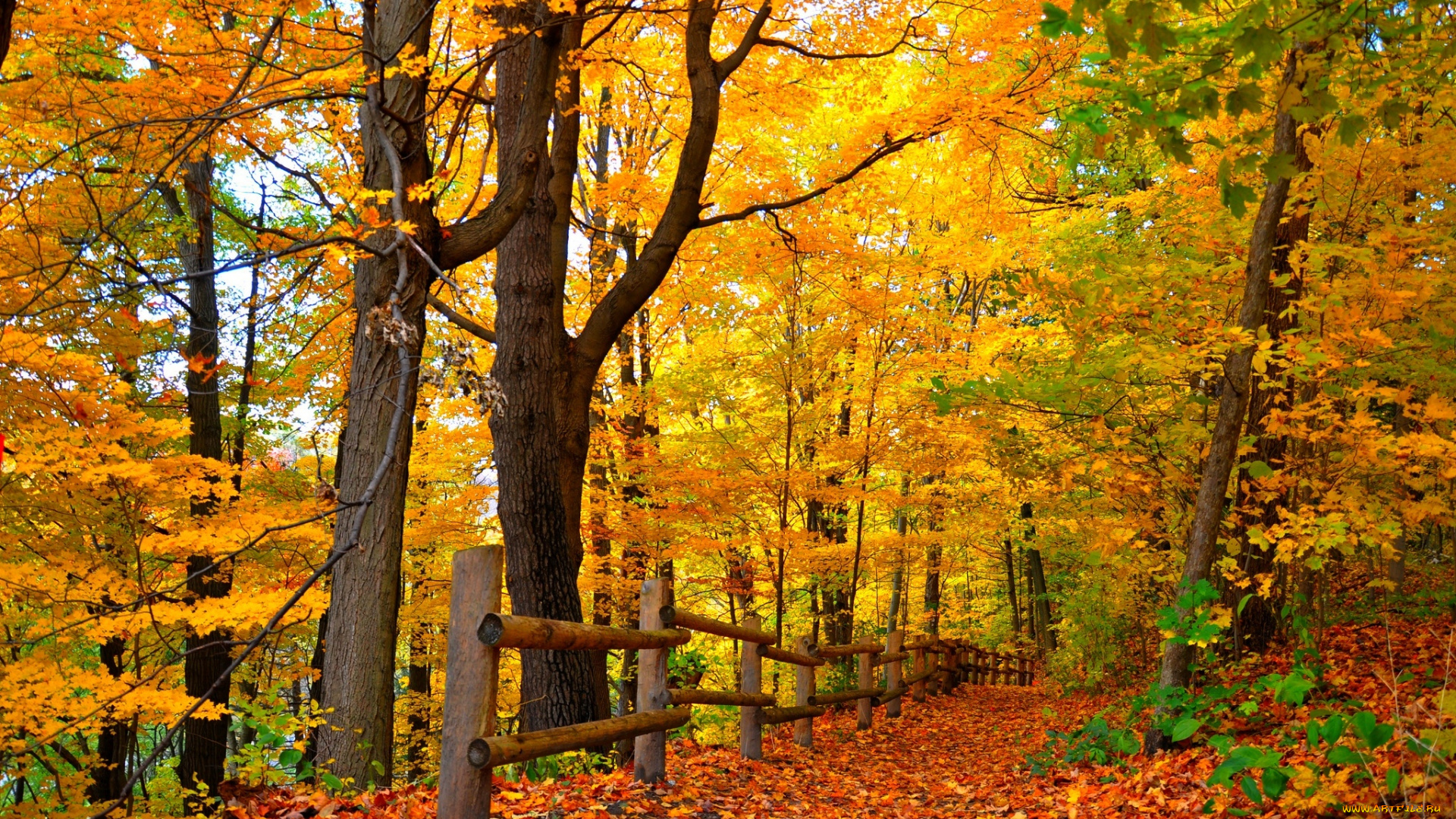 природа, лес, autumn, path, road, leaves, colorful, парк, деревья, дорога, trees, park, осень, листья, walk, colors, fall, forest
