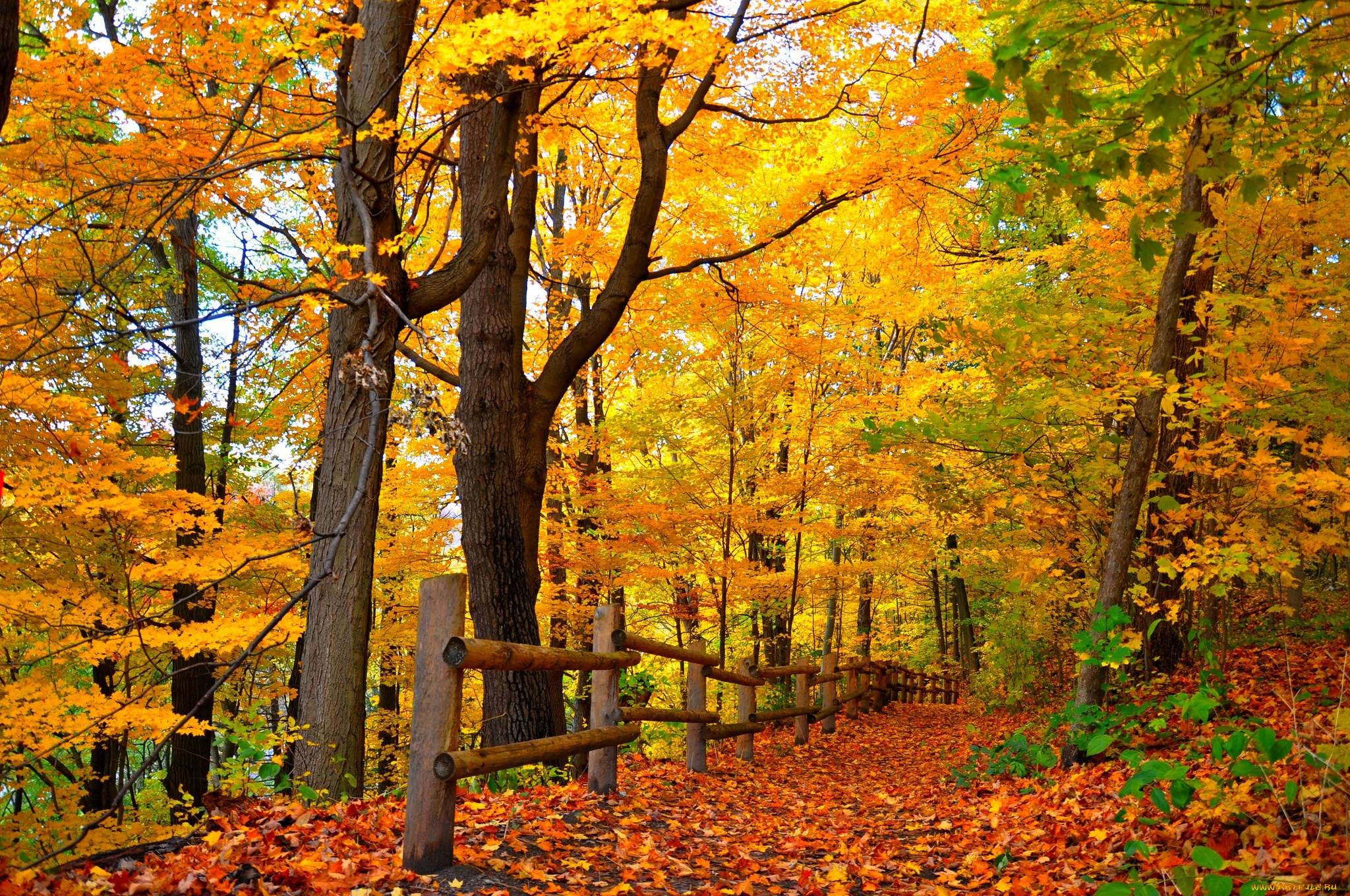 природа, лес, autumn, path, road, leaves, colorful, парк, деревья, дорога, trees, park, осень, листья, walk, colors, fall, forest