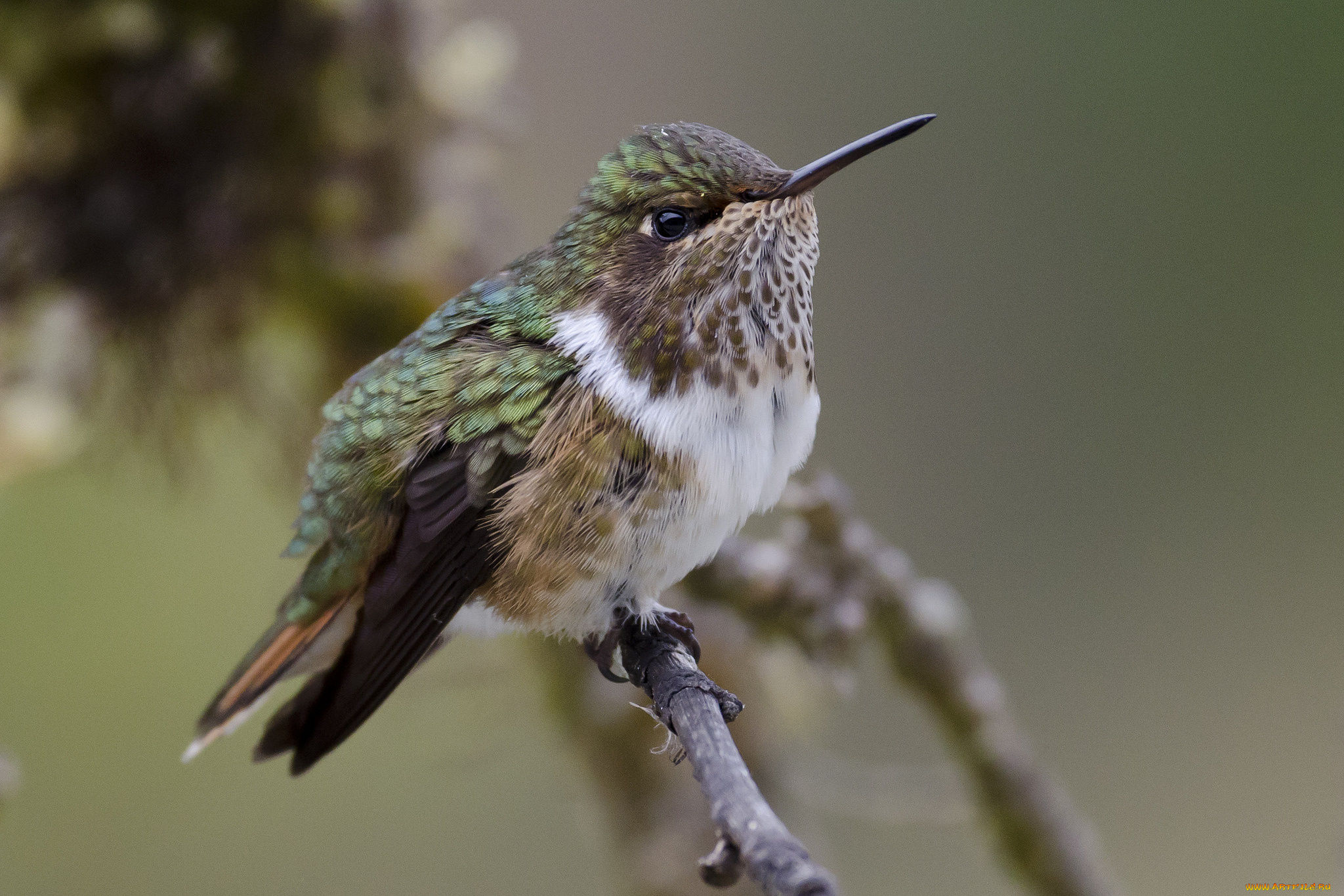 volcano, hummingbird, животные, колибри, птичка, ветка