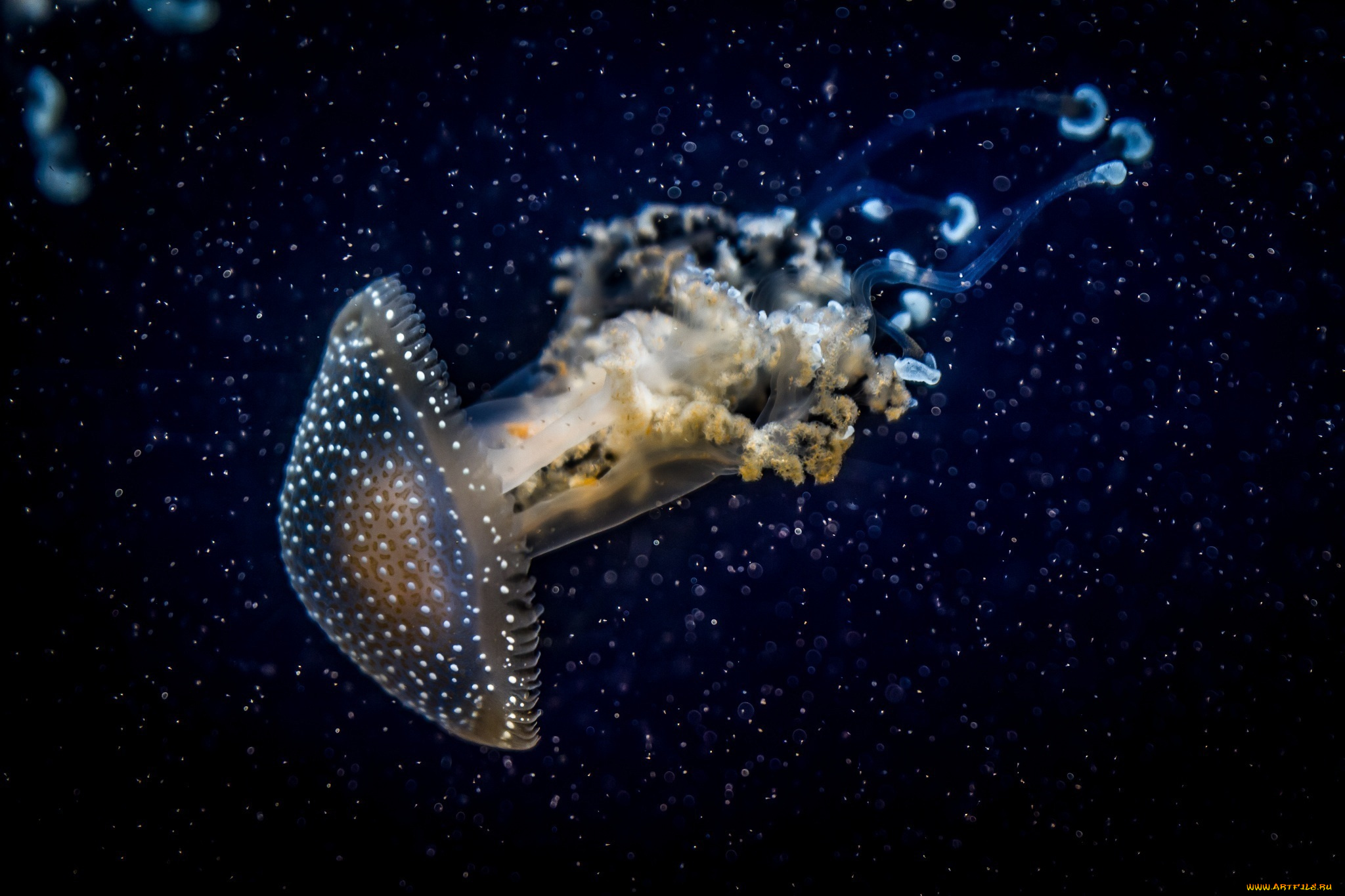 животные, медузы, вода, темный, медуза
