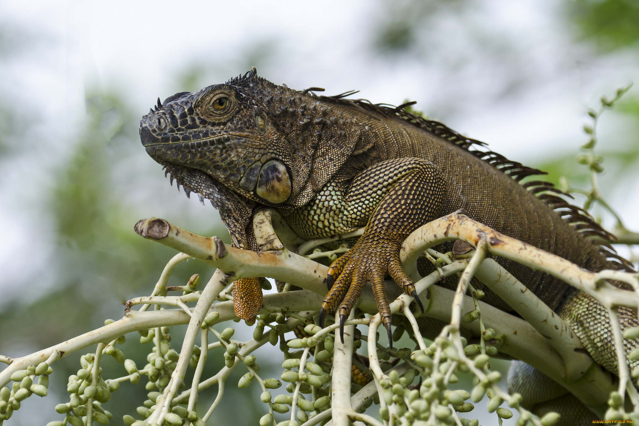 green, iguana, животные, Ящерицы, , игуаны, , вараны, игуана, дерево