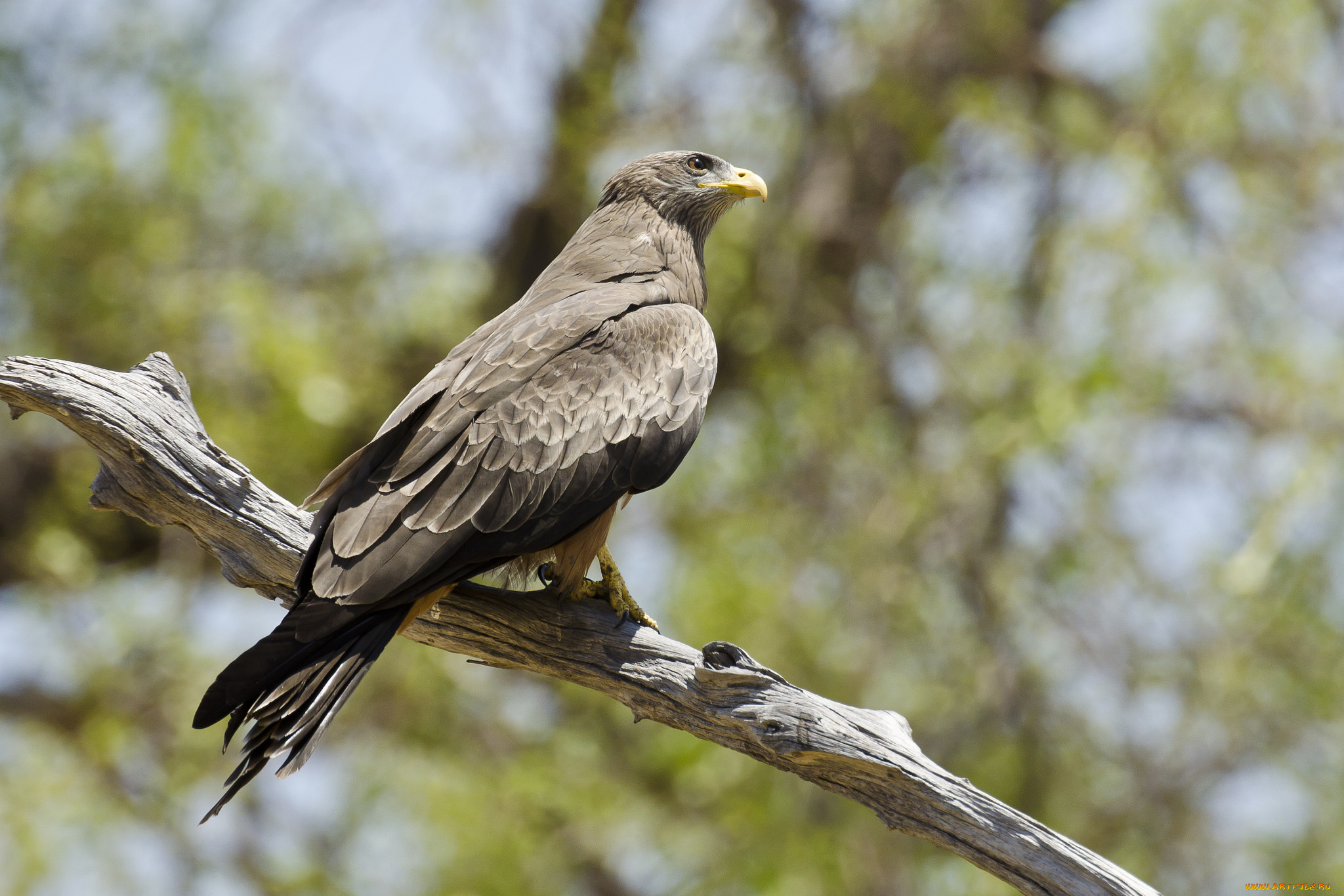 yellow-billed, kite, животные, птицы, -, хищники, охотник, птица