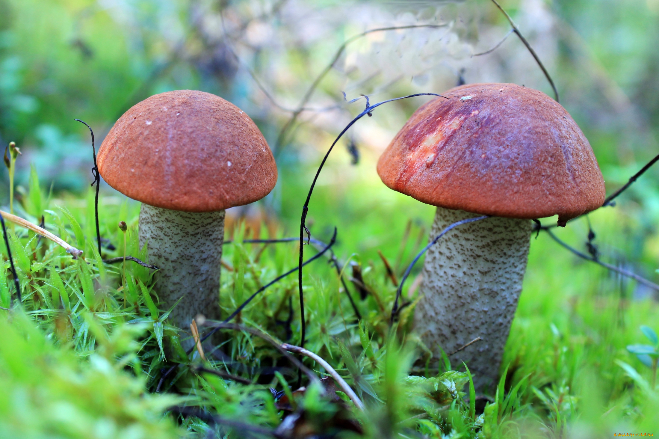 природа, грибы, подосиновики