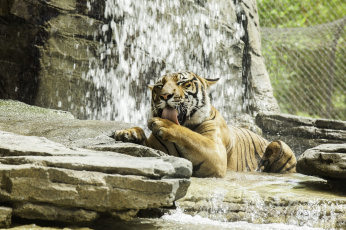 Картинка животные тигры лапа умывание вода камни хищник