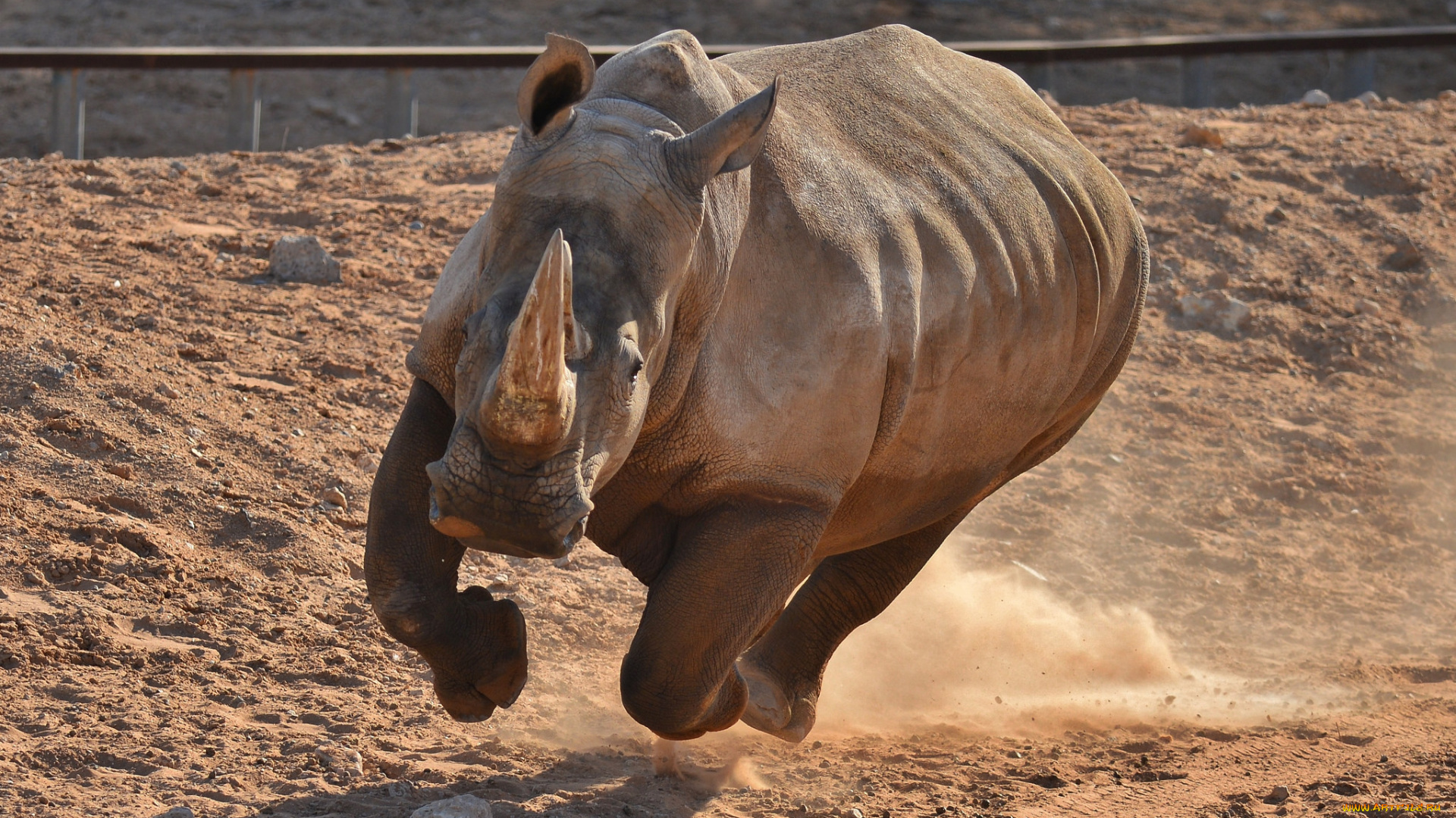 животные, носороги, атака