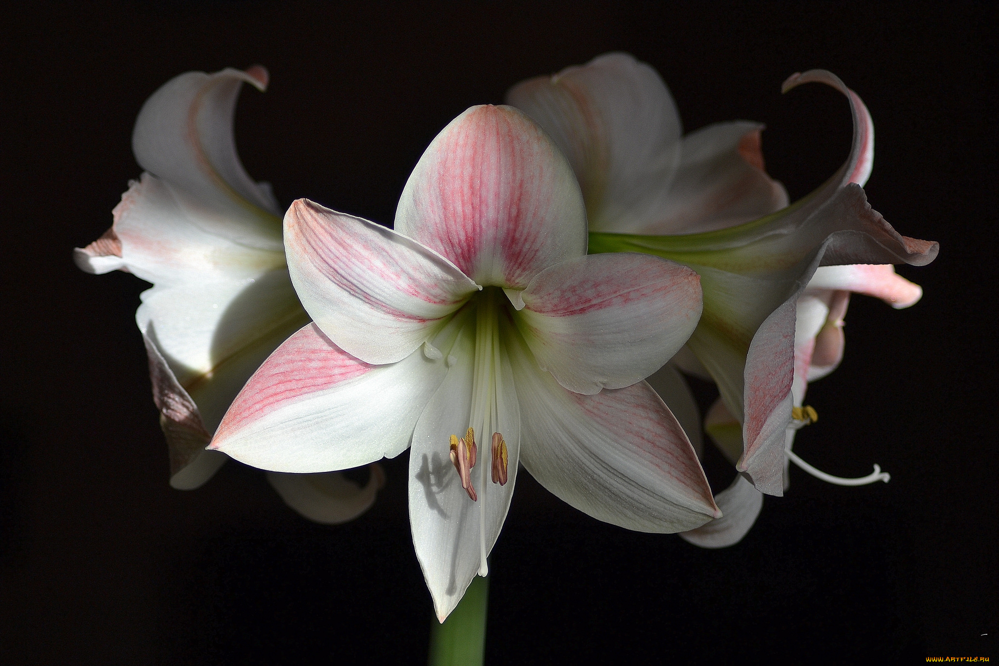 amaryllis, 