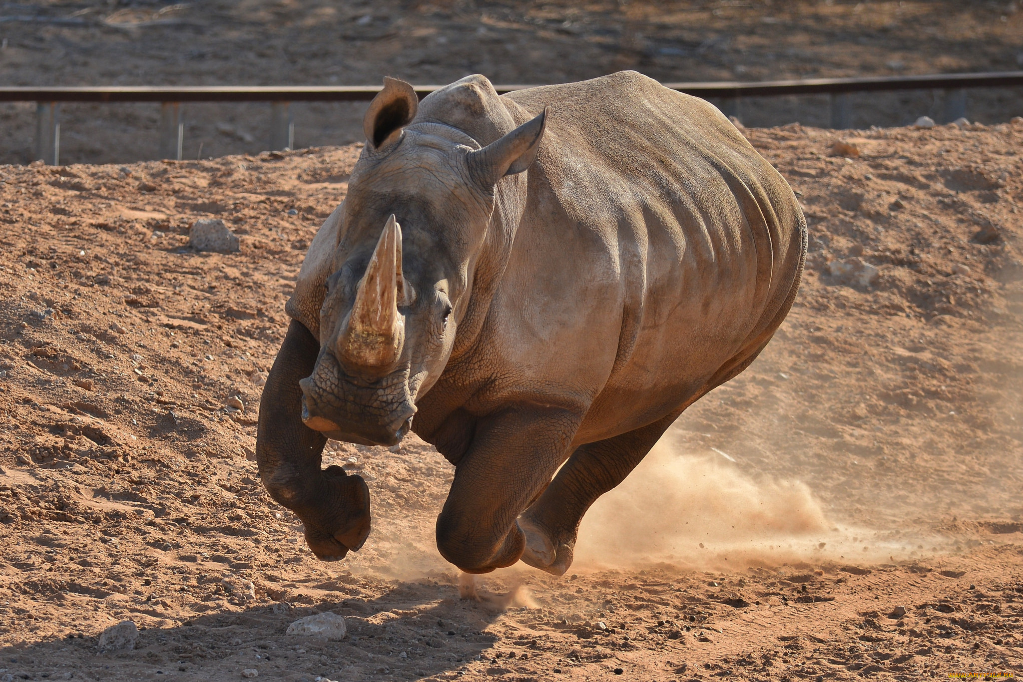 животные, носороги, атака