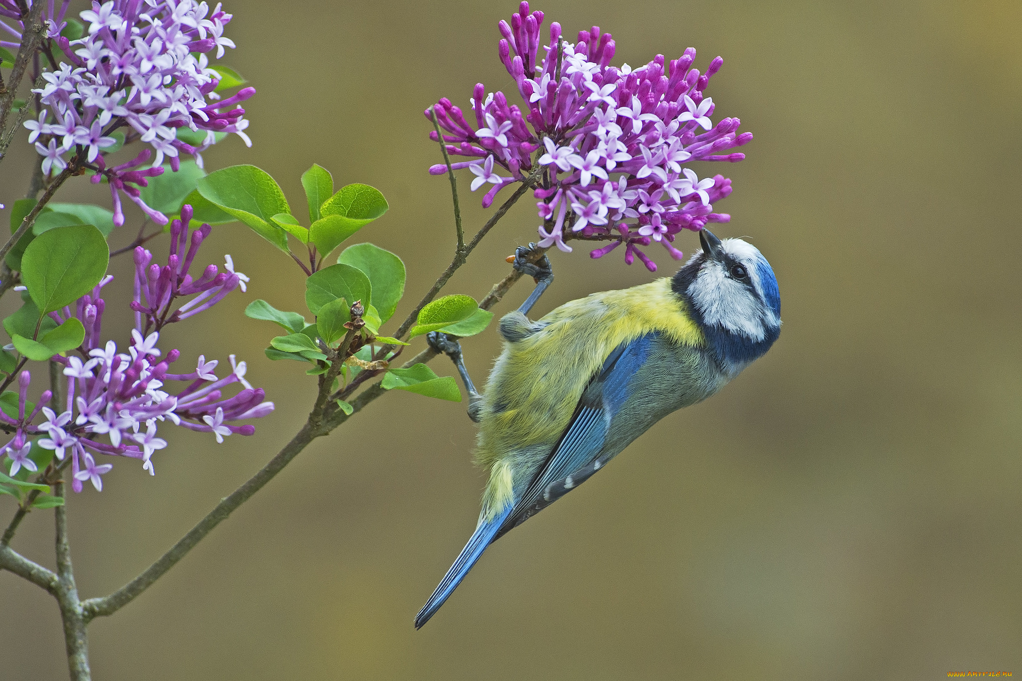природа птицы синие животные цветы сирень загрузить