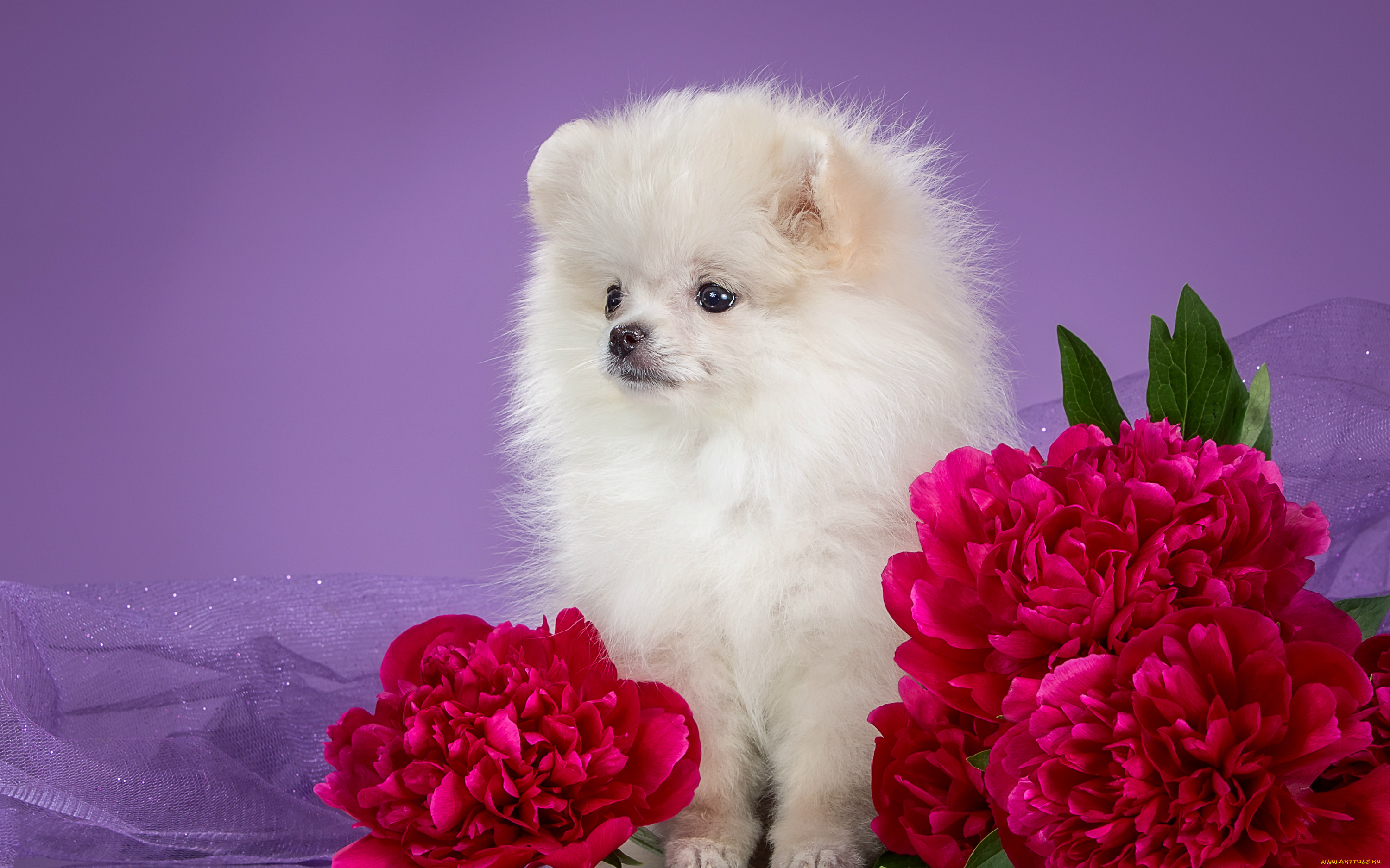природа животные белый щенок цветы роза бесплатно