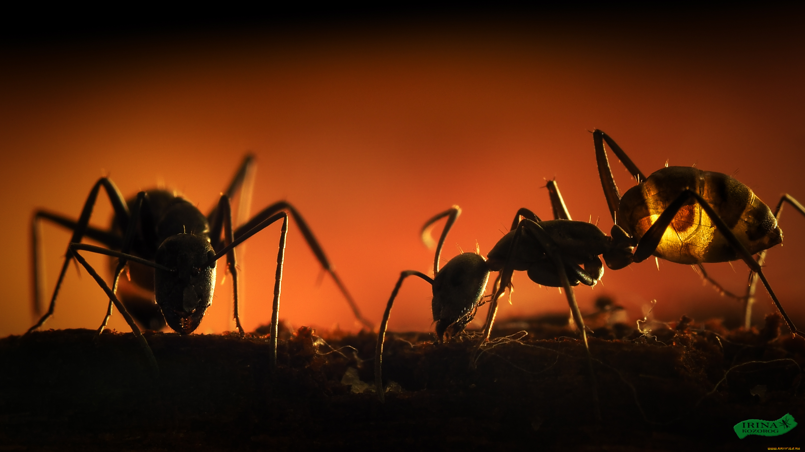 животные, насекомые, макро, мрак, муравья