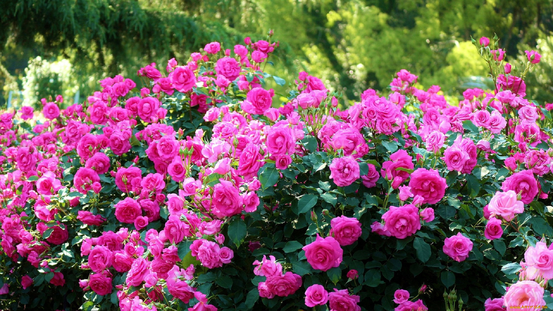 цветы, розы, розовый, куст