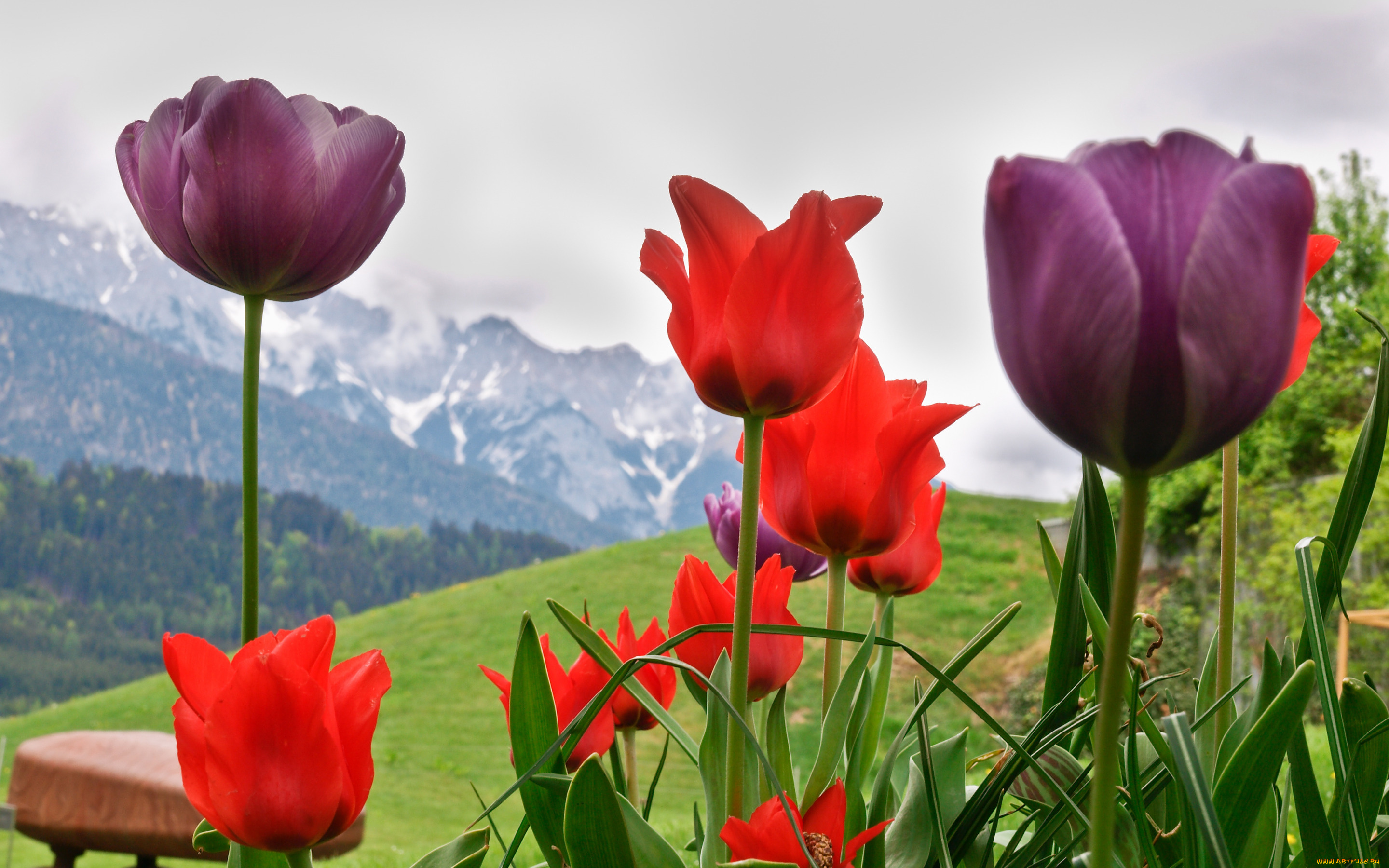 цветы, тюльпаны, горы, весна