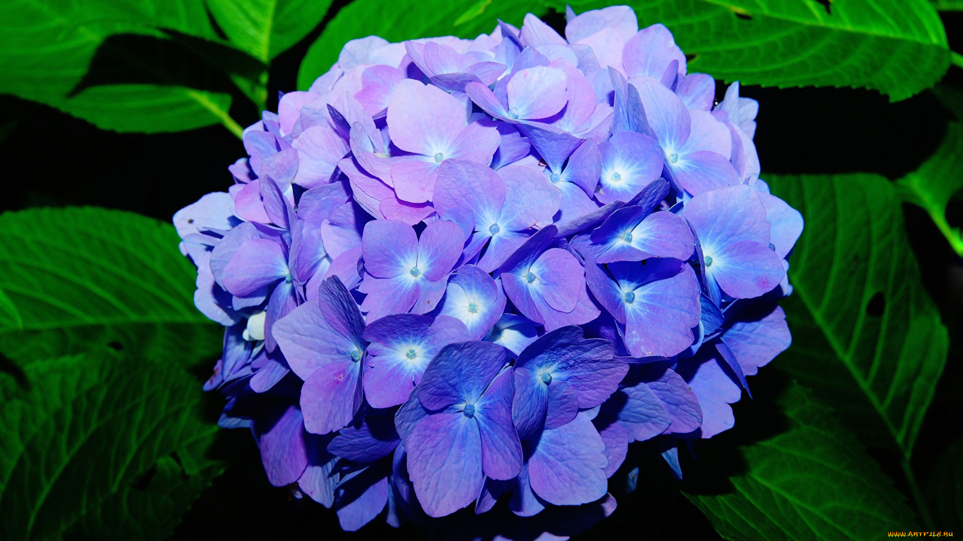 цветы, гортензия, синяя, соцветие
