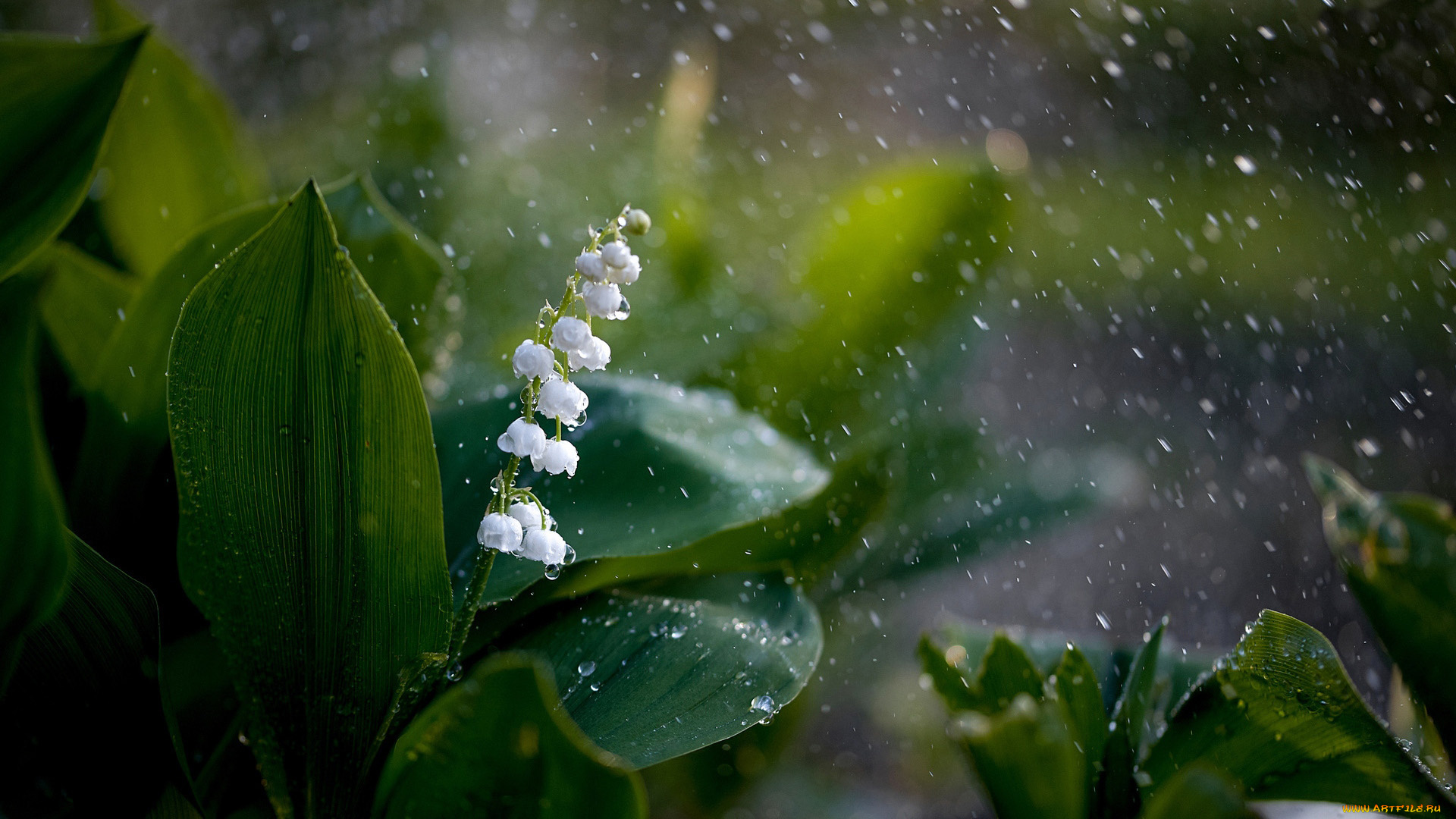 цветы, ландыши, ландыш, листья, дождь, капли