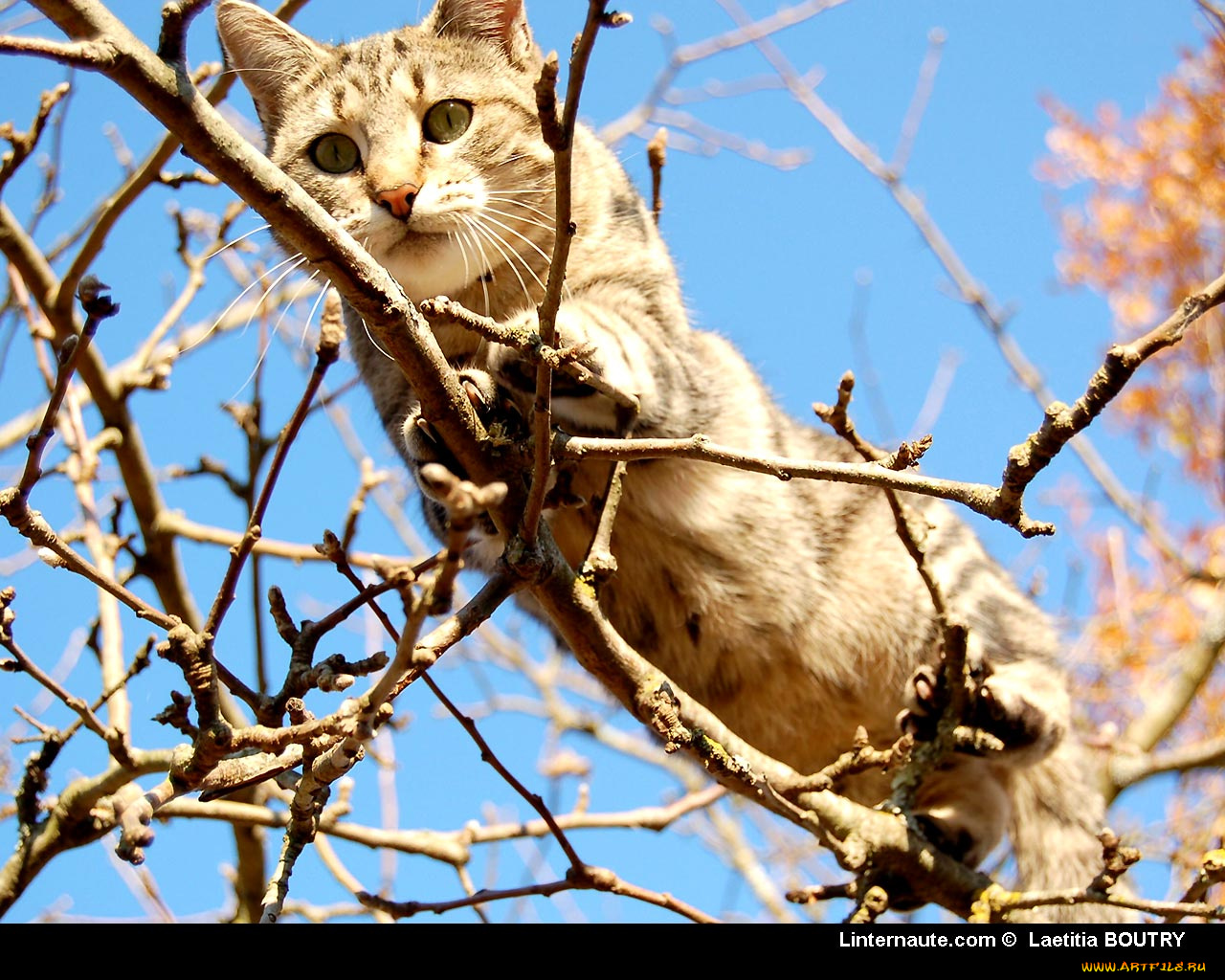 животные, коты