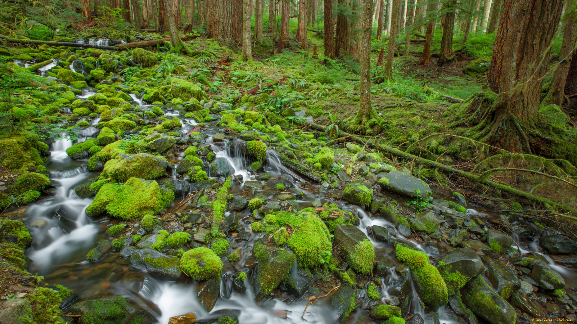 olympic, national, park, природа, лес, камни, ручей, деревья, мох