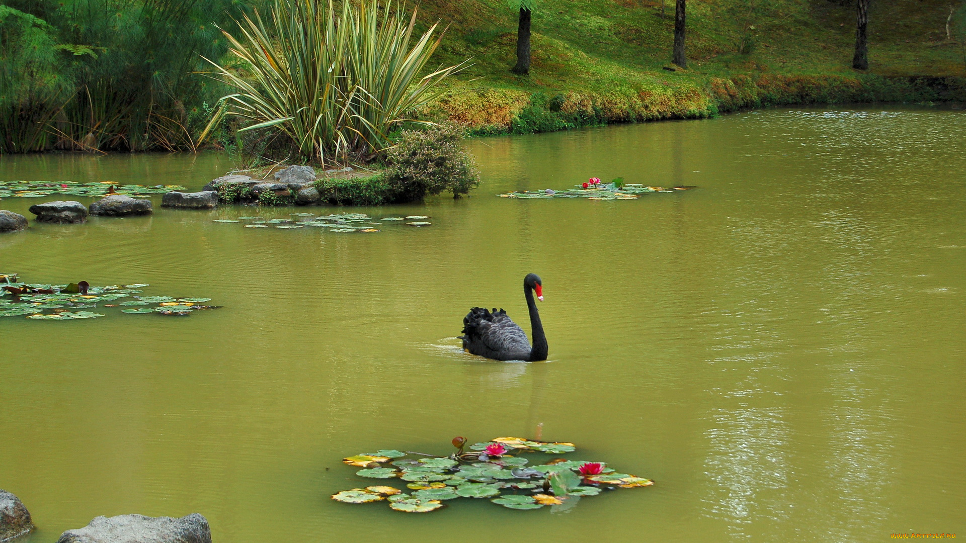 португалия, furnas, botanic, garden, природа, парк, лебедь, пруд, лилии