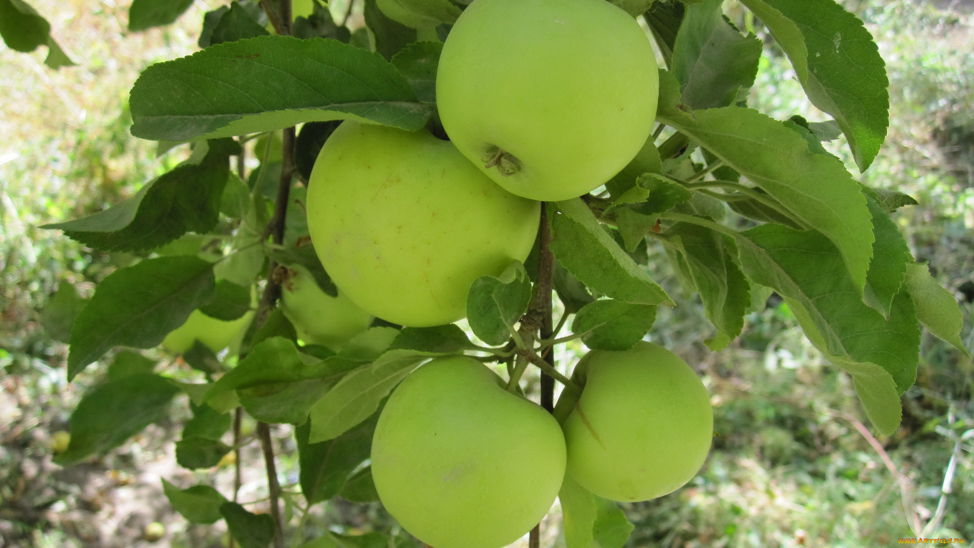 природа, плоды, листья, яблока, ветка
