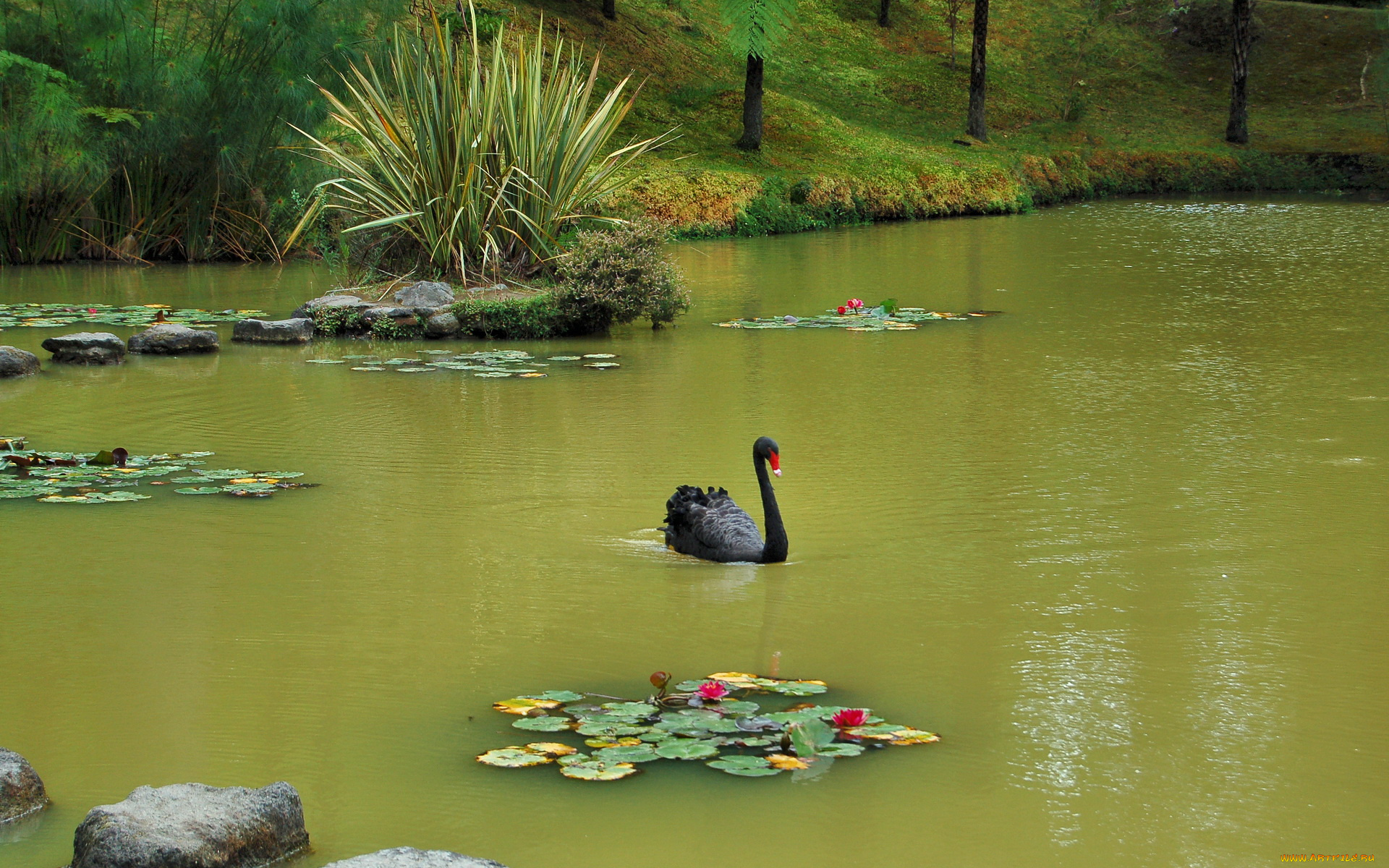 португалия, furnas, botanic, garden, природа, парк, лебедь, пруд, лилии