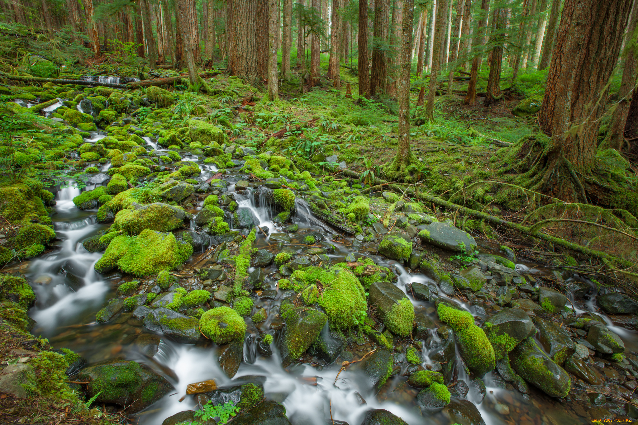 olympic, national, park, природа, лес, камни, ручей, деревья, мох