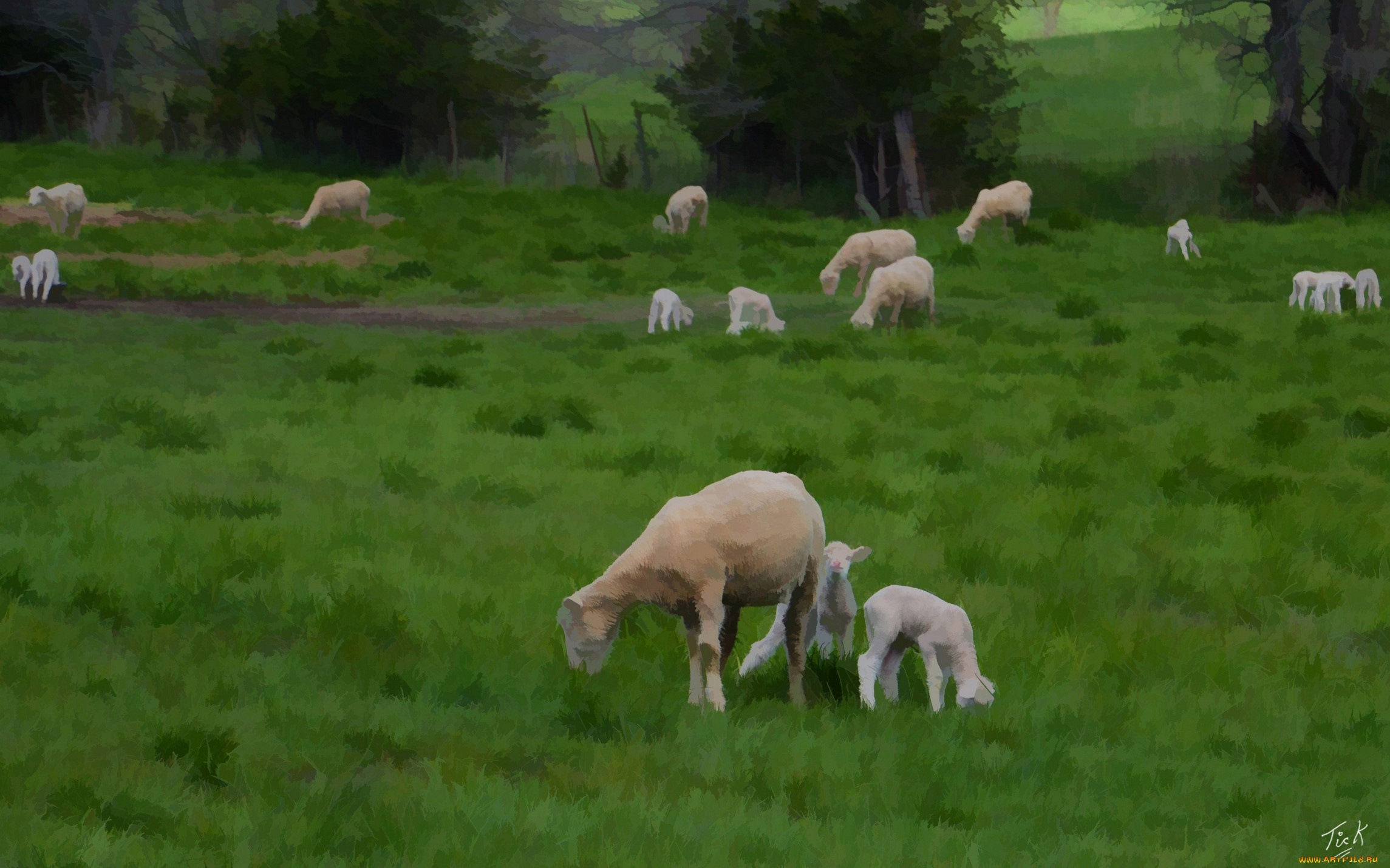 рисованные, животные, трава, овечки