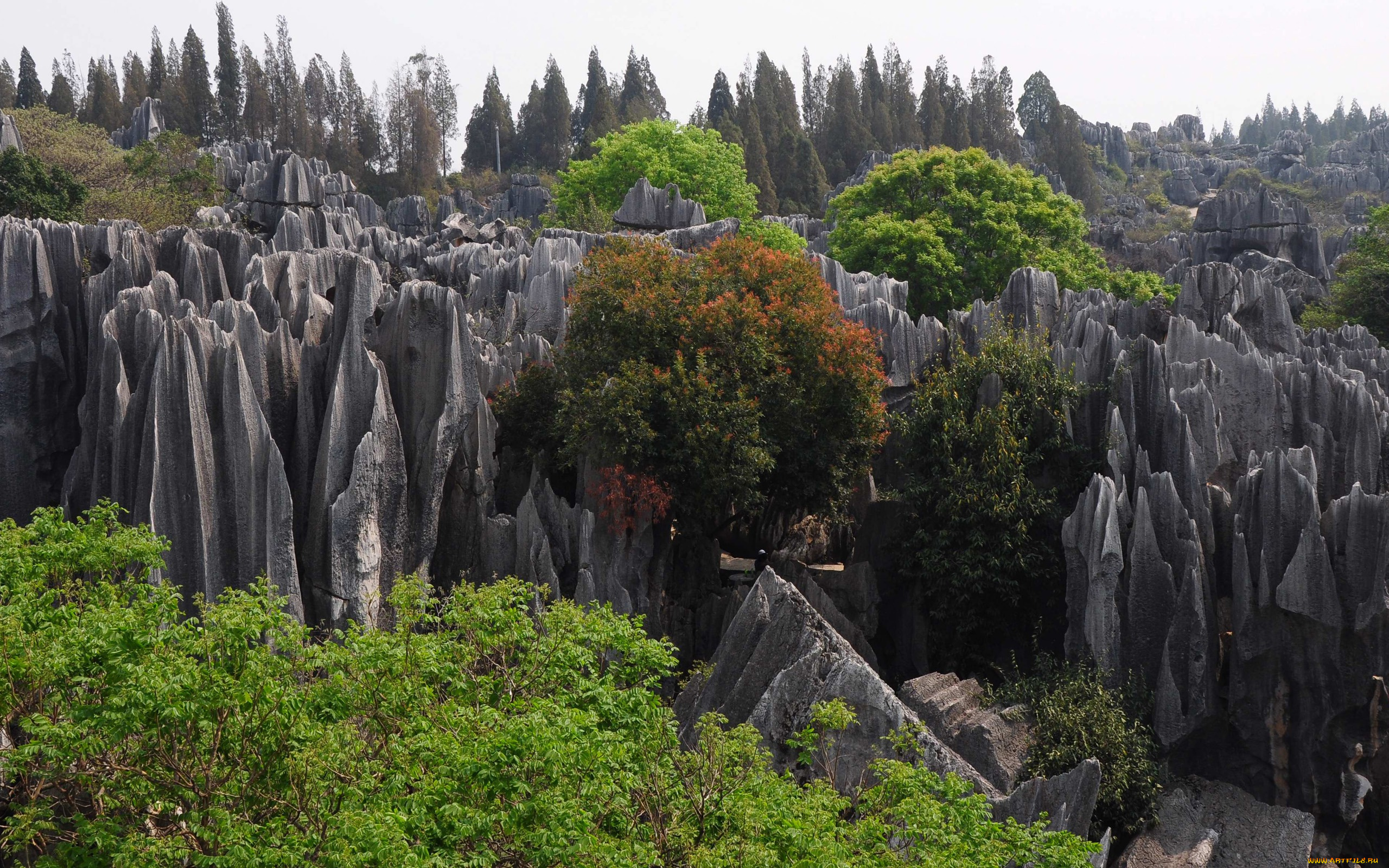 каменный, лес, провинции, юньнань, природа, горы, скалы, деревья, китай