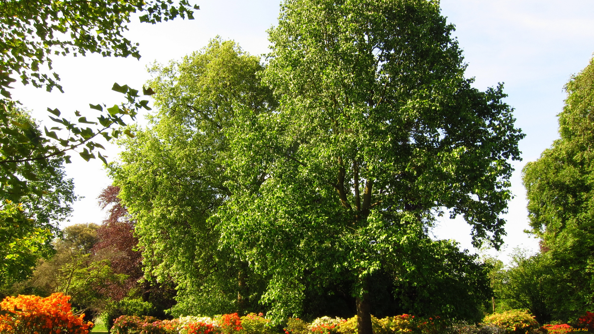 azalea, garden, richmond, england, природа, парк, клумбы, кусты