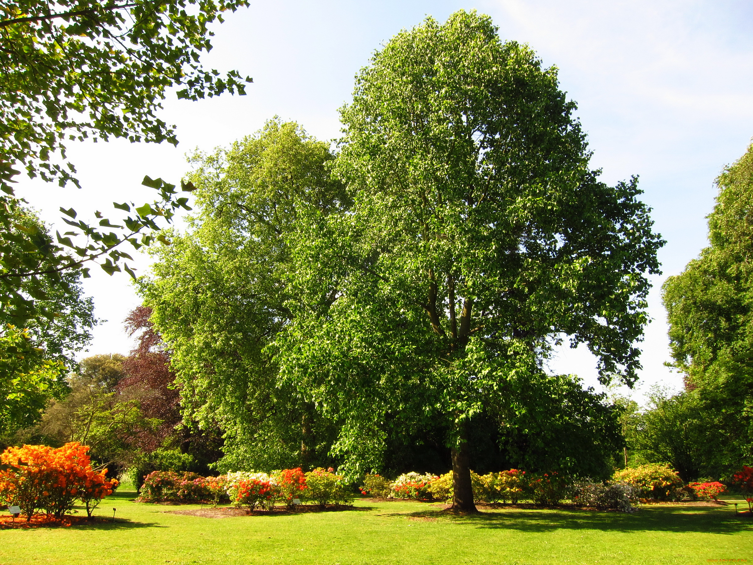 azalea, garden, richmond, england, природа, парк, клумбы, кусты