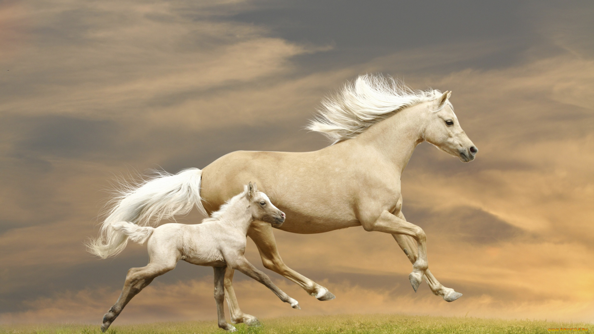 животные, лошади, жеребёнок, трава, бег, бежит, кони, лошадь