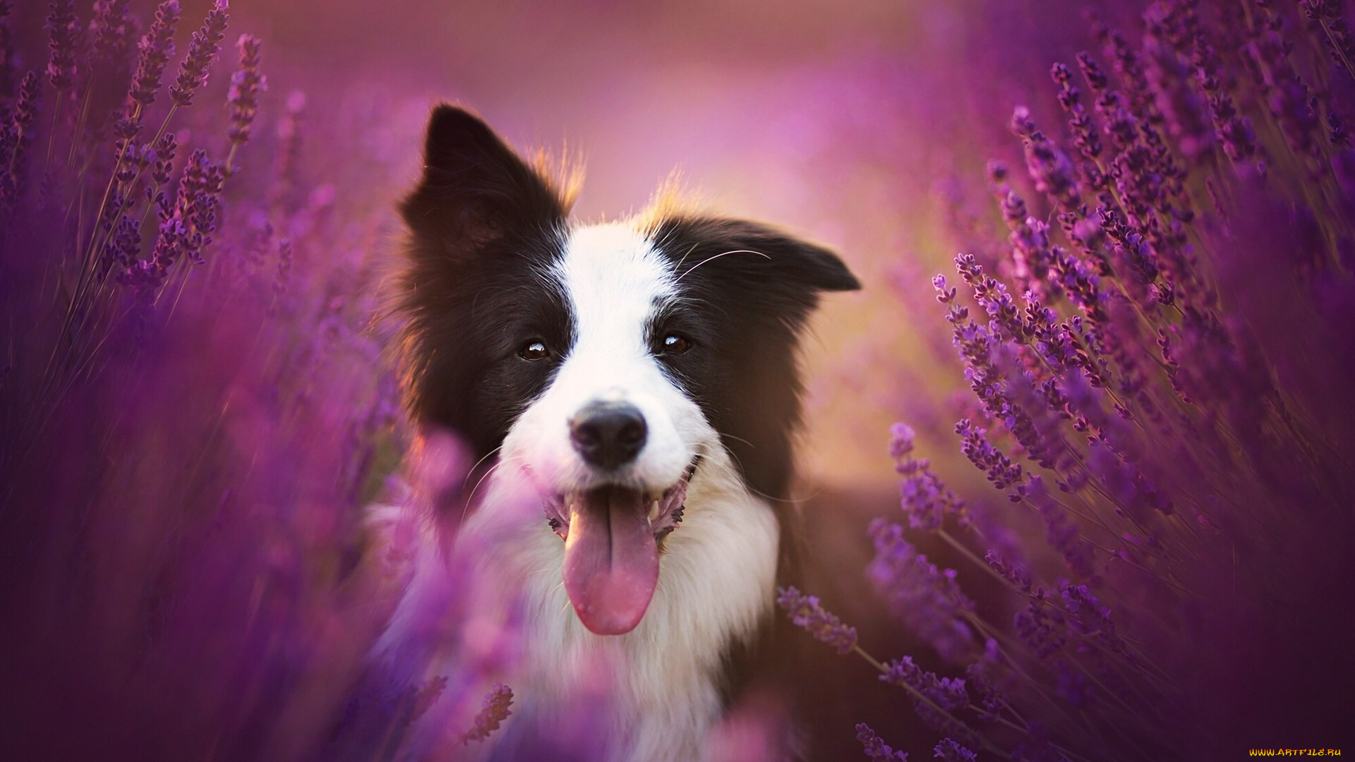 животные, собаки, цветы, лаванда, язык, радость, настроение, собака, бордер-колли