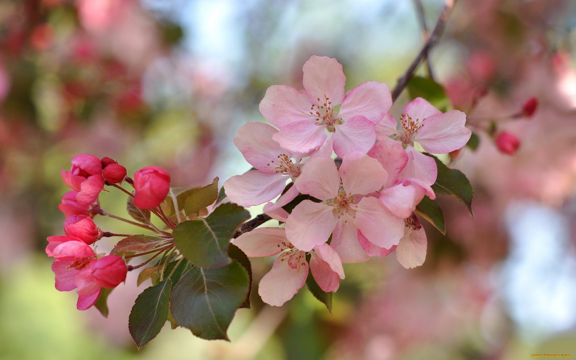 цветы, цветущие, деревья, , , кустарники, розовый, цветение, ветка, весна, макро