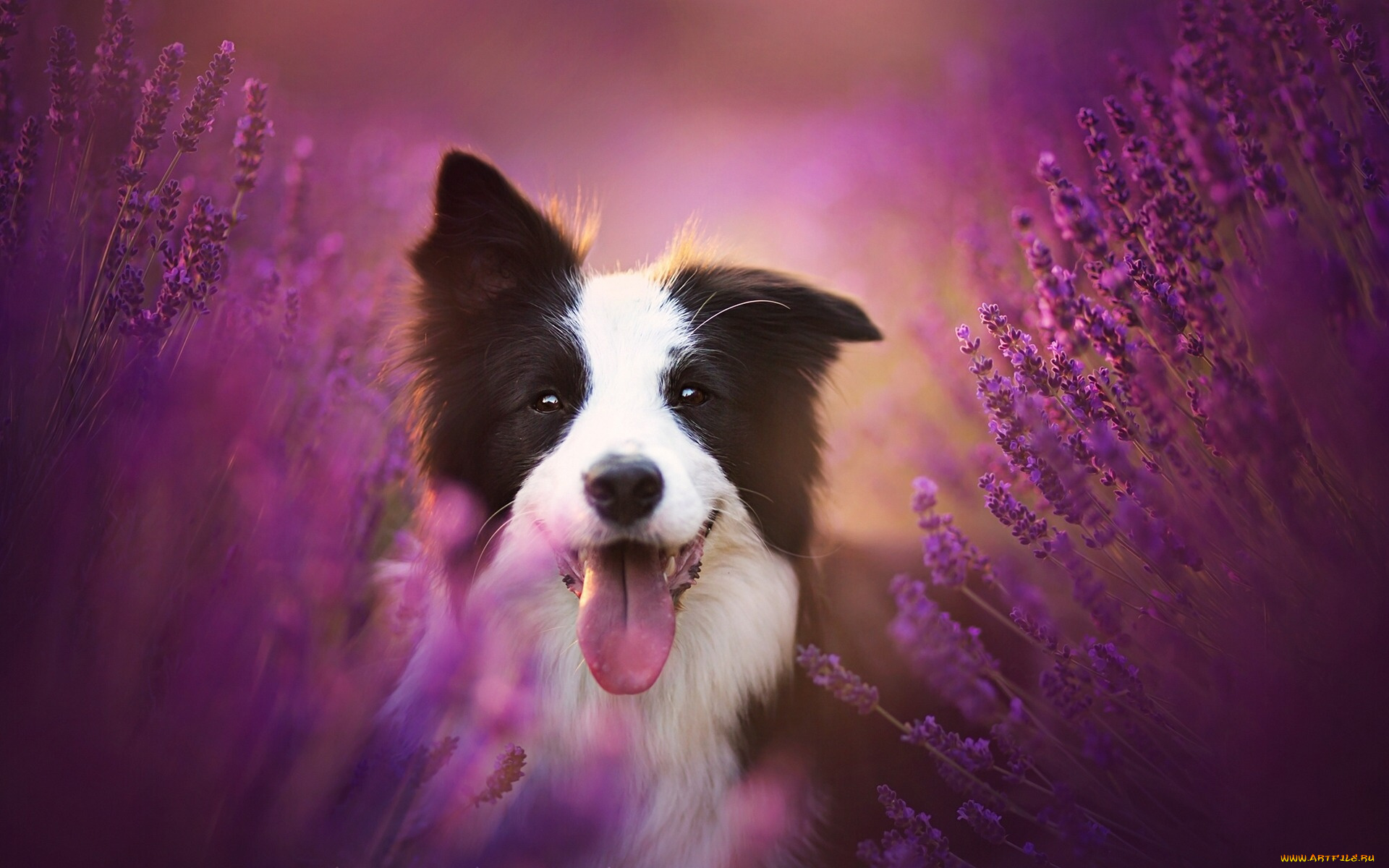 животные, собаки, цветы, лаванда, язык, радость, настроение, собака, бордер-колли