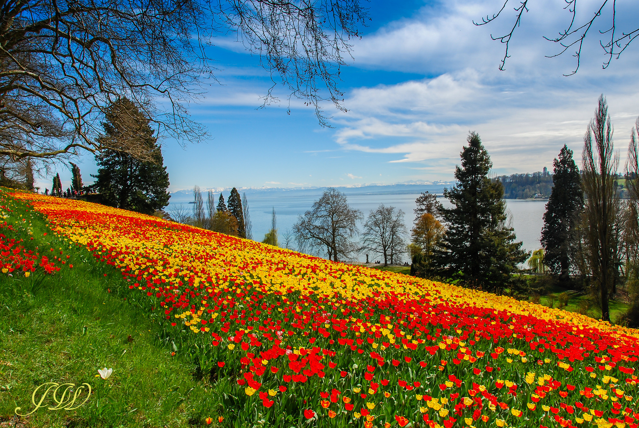 цветы, тюльпаны, небо, деревья, ели, пейзаж, весна, плантация