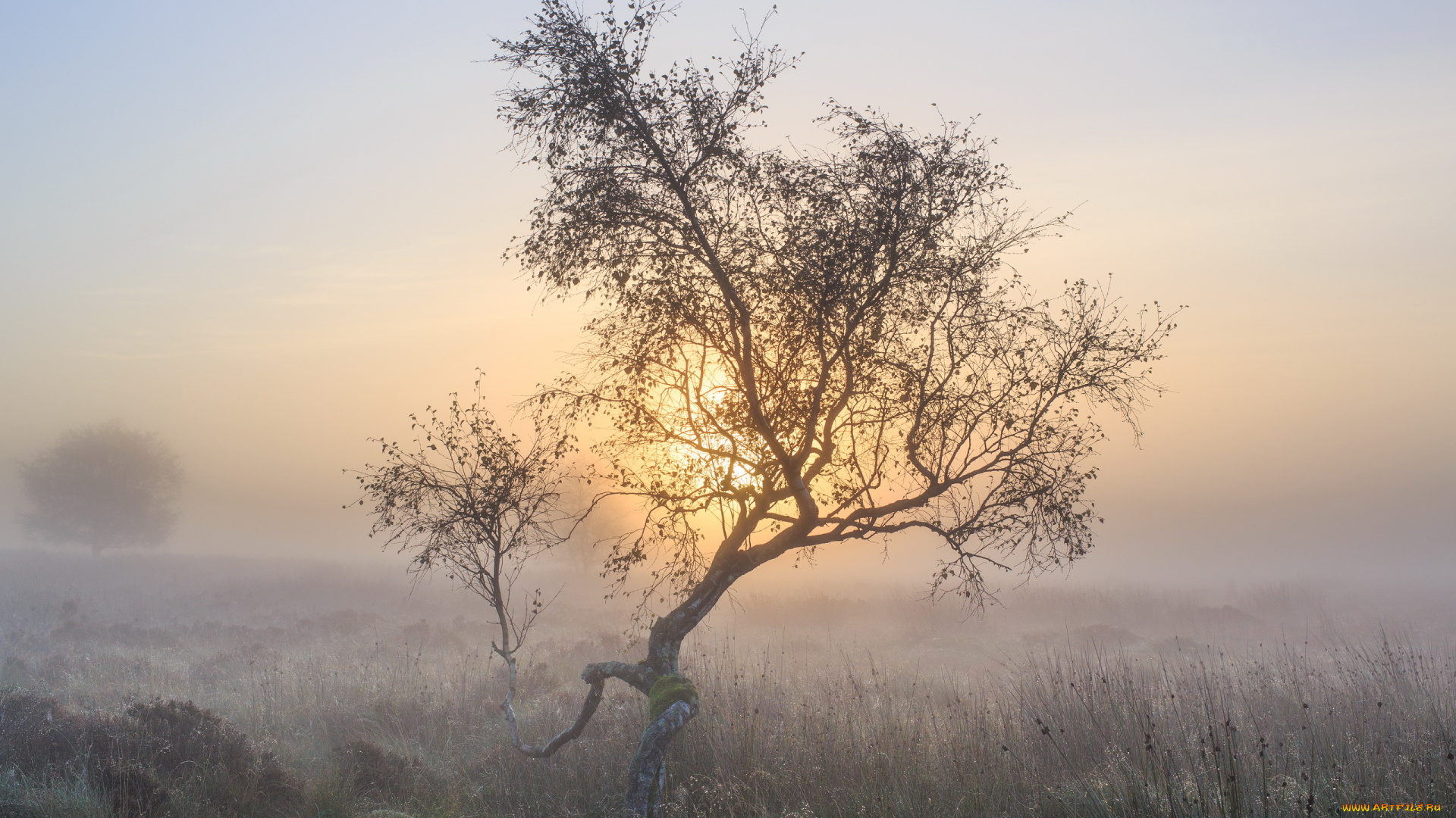 природа, деревья, осень, утро, туман