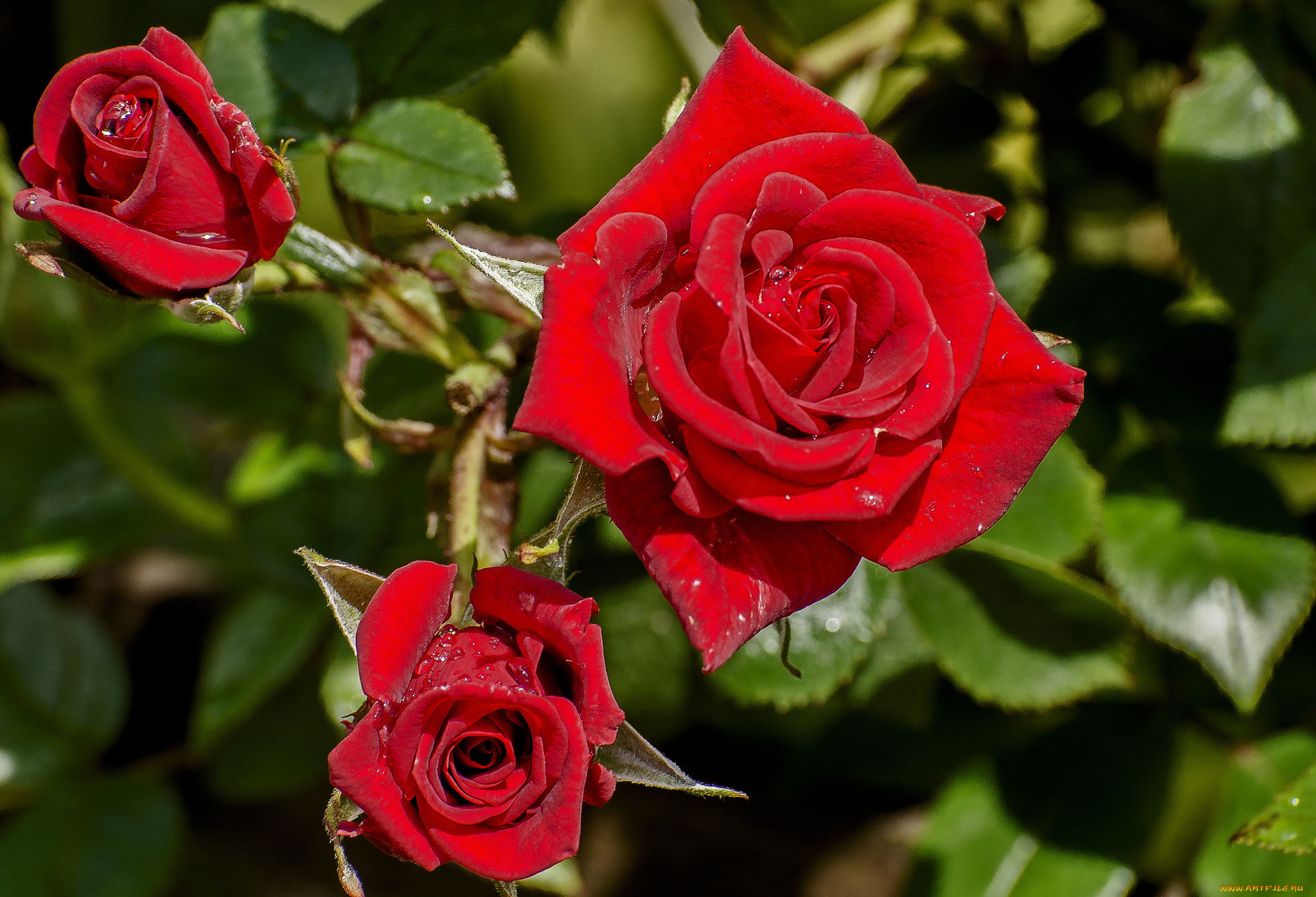 Цветы розы фото. Роза Кларет Пикси. Роза троянда. Роза Seville. Роза Magali.