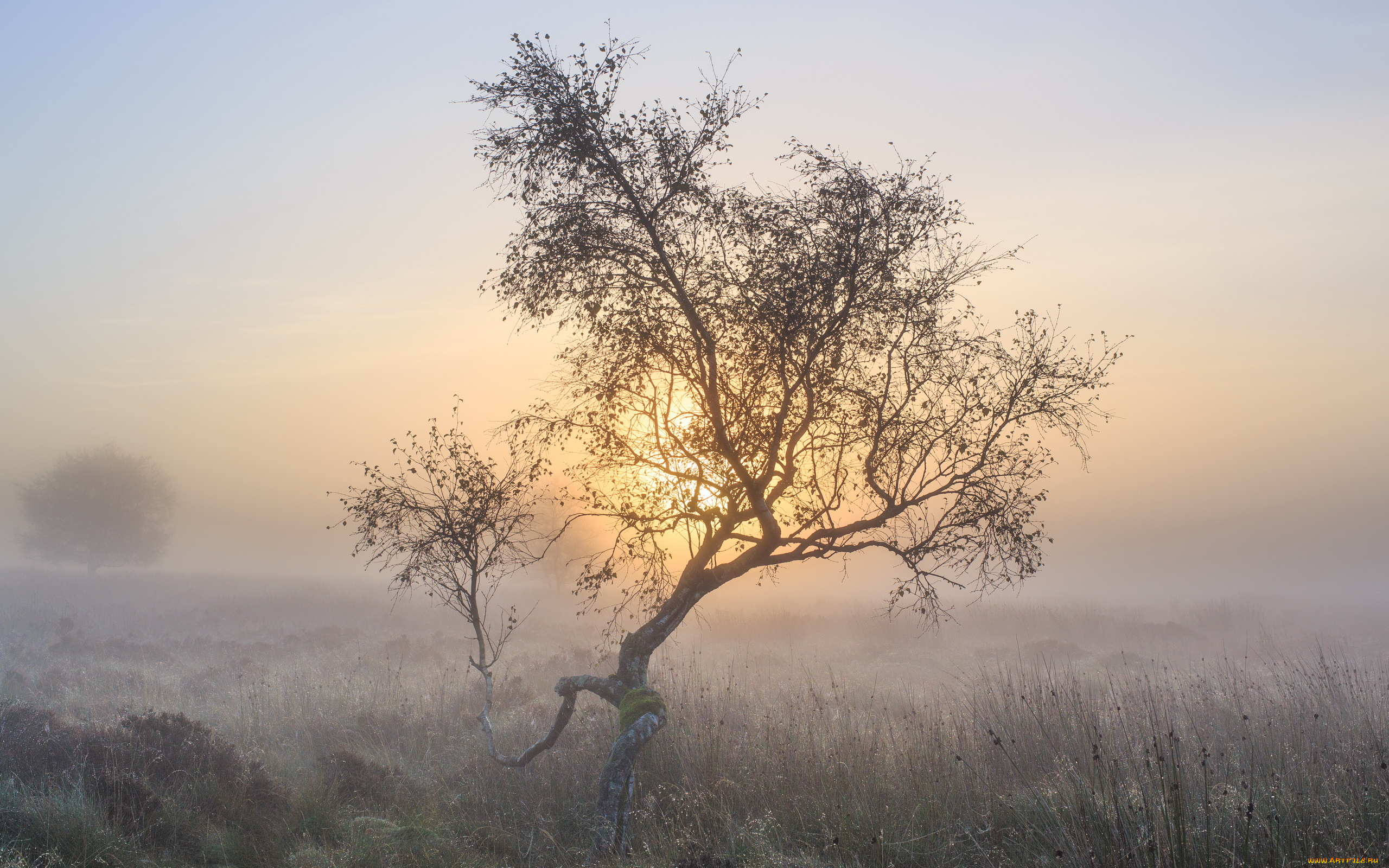 природа, деревья, осень, утро, туман