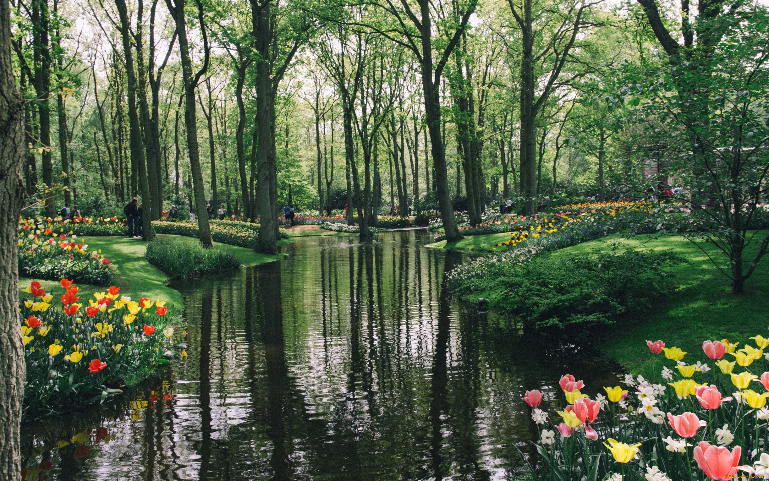 природа, парк, деревья, кусты, пруд, тюльпаны, цветы, keukenhof, нидерланды