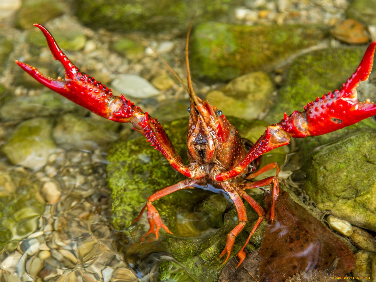 Раковых краб краснодар. Раки&Крабы, Брянск. Танцы вместе с крабом. Find the pair animals Crab.