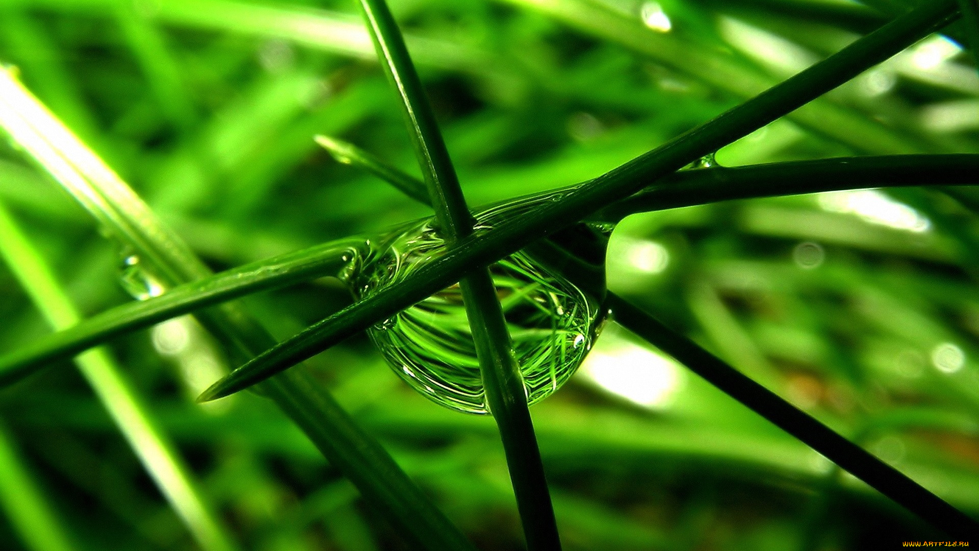 шар трава отражение ball grass reflection бесплатно
