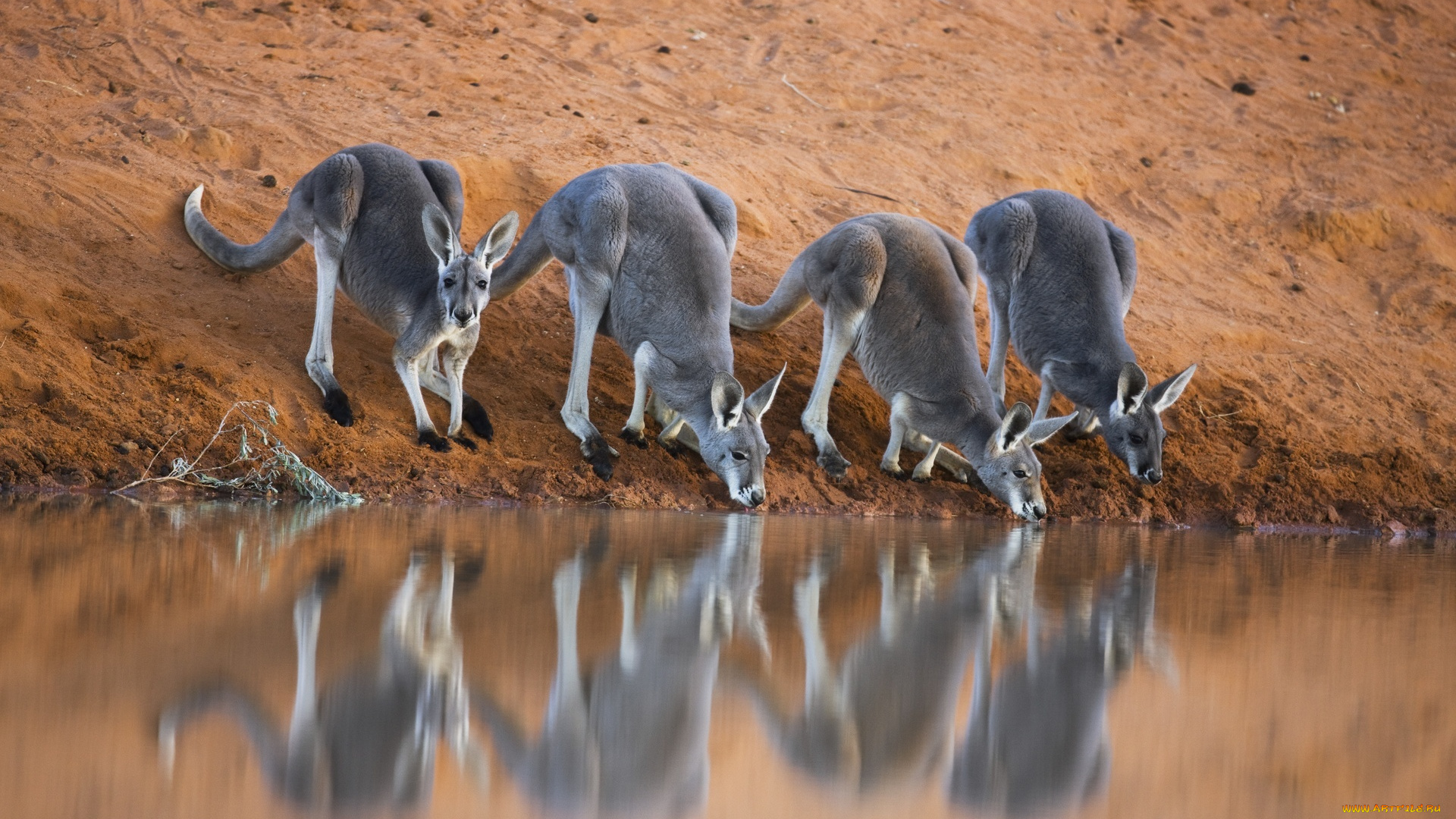животные, кенгуру, берег, австралия, водопой