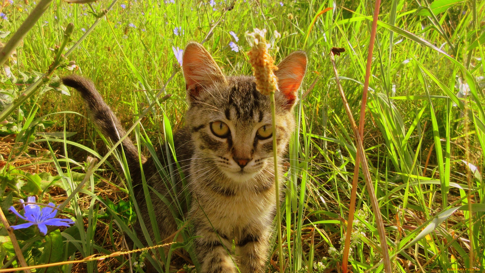 животные, коты, котенок