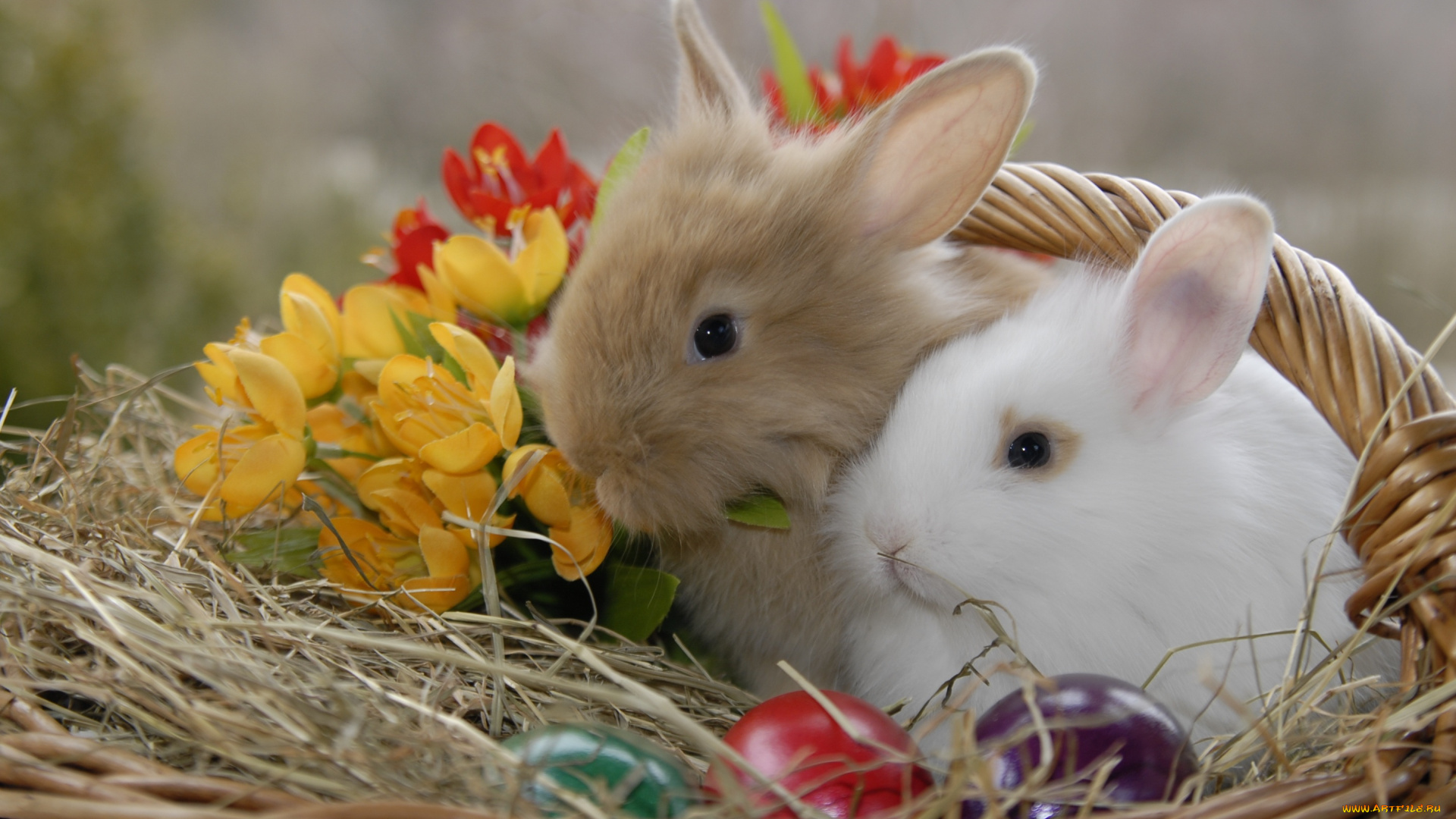 животные, кролики, , зайцы, цветы, крашенки, солома