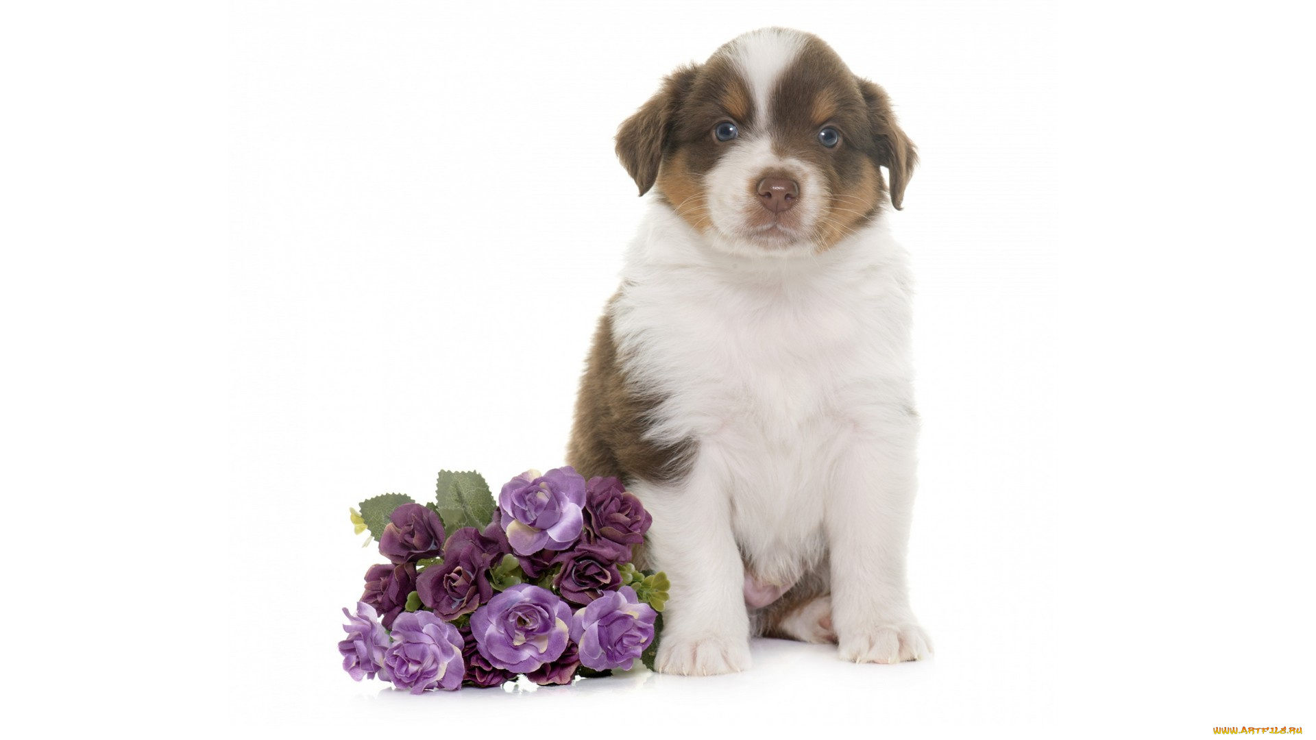 животные, собаки, фиолетовые, цветы, белый, фон