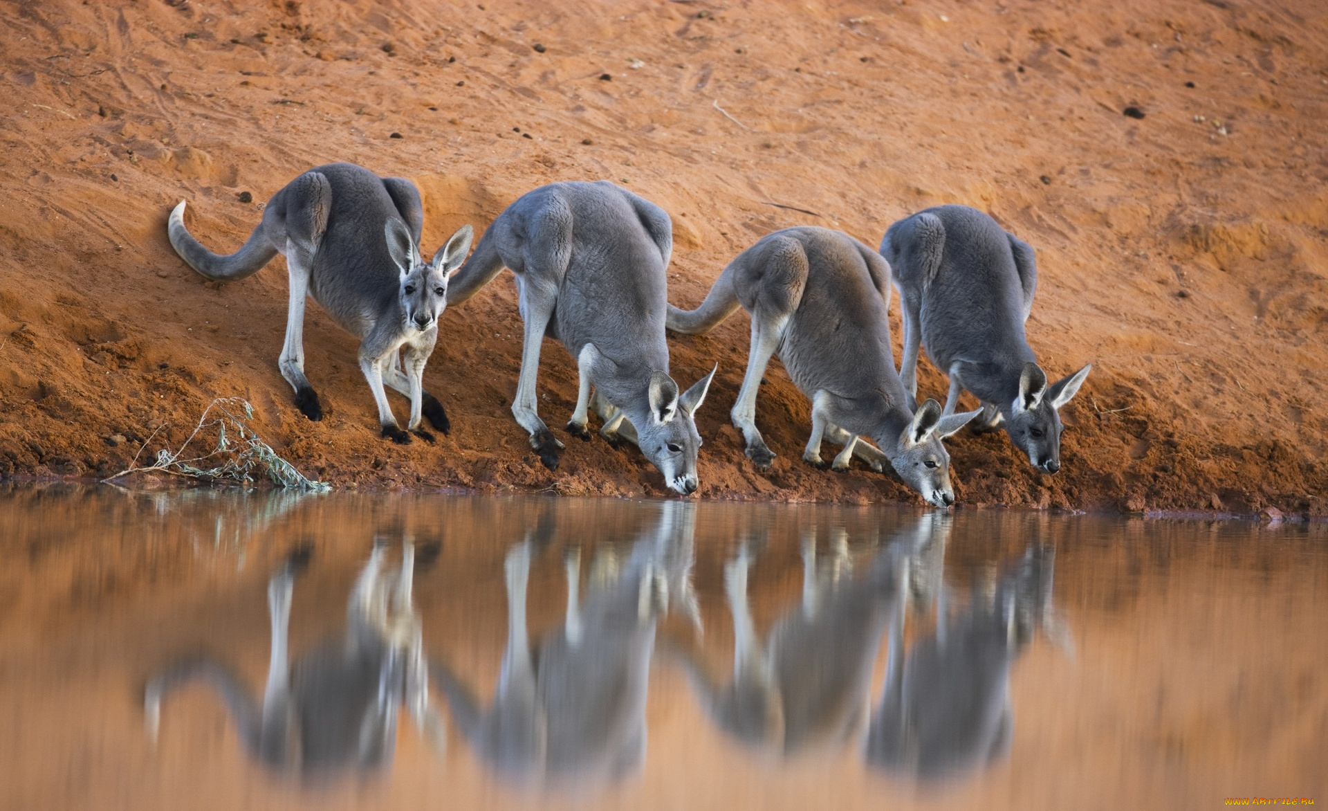 животные, кенгуру, берег, австралия, водопой