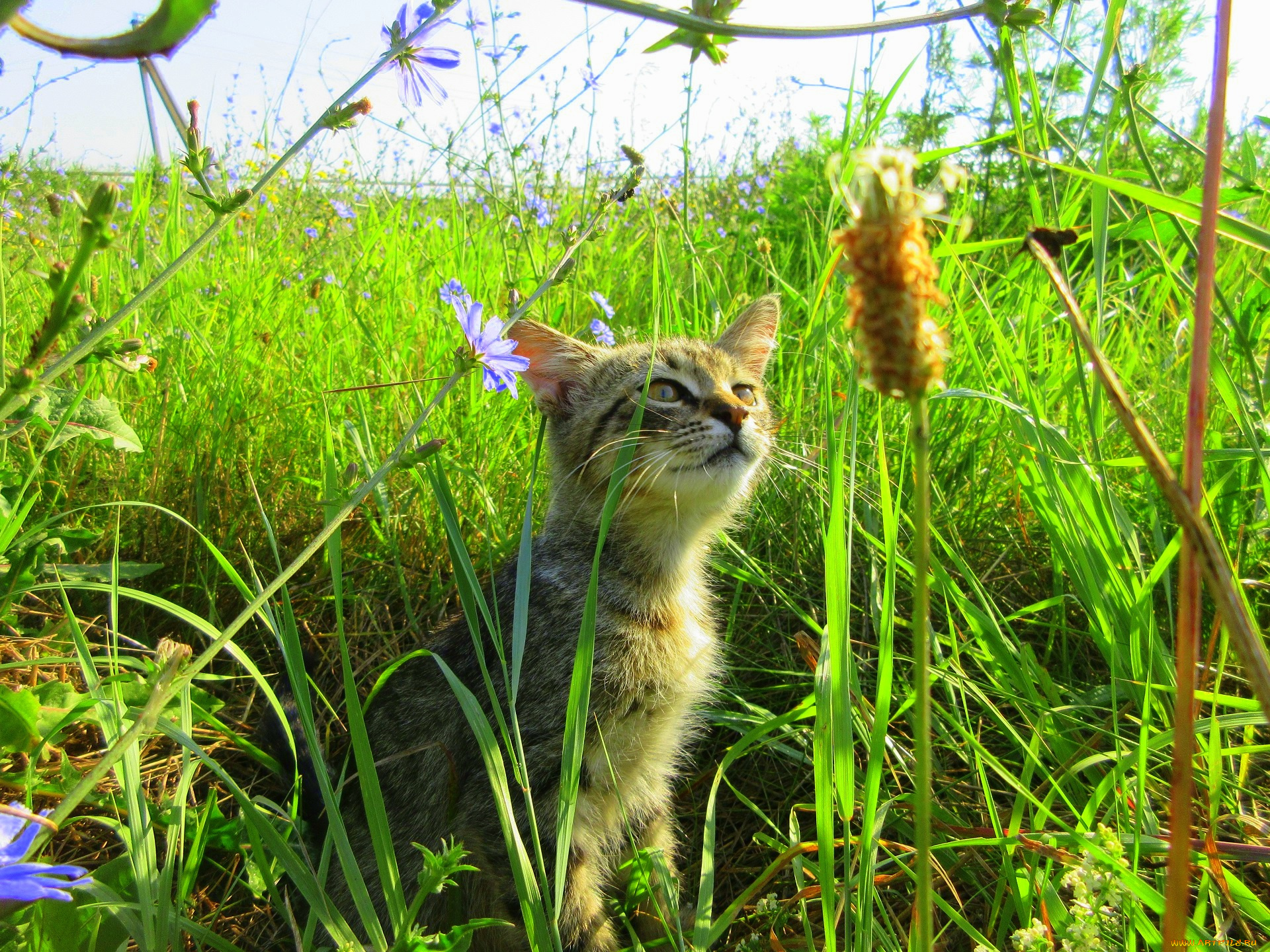 животные, коты, котенок