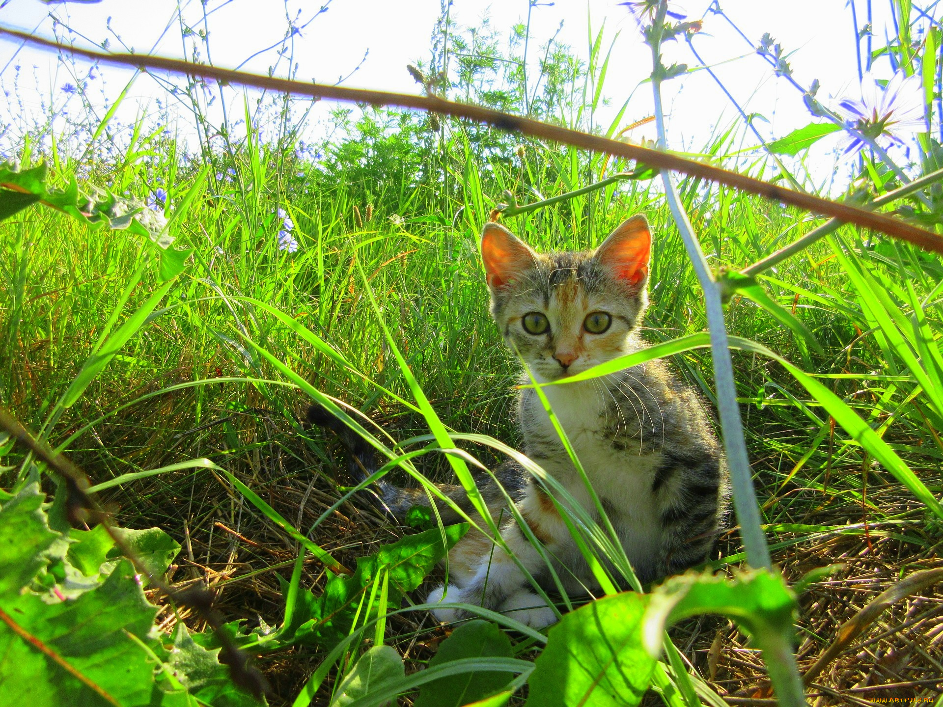 животные, коты, котенок