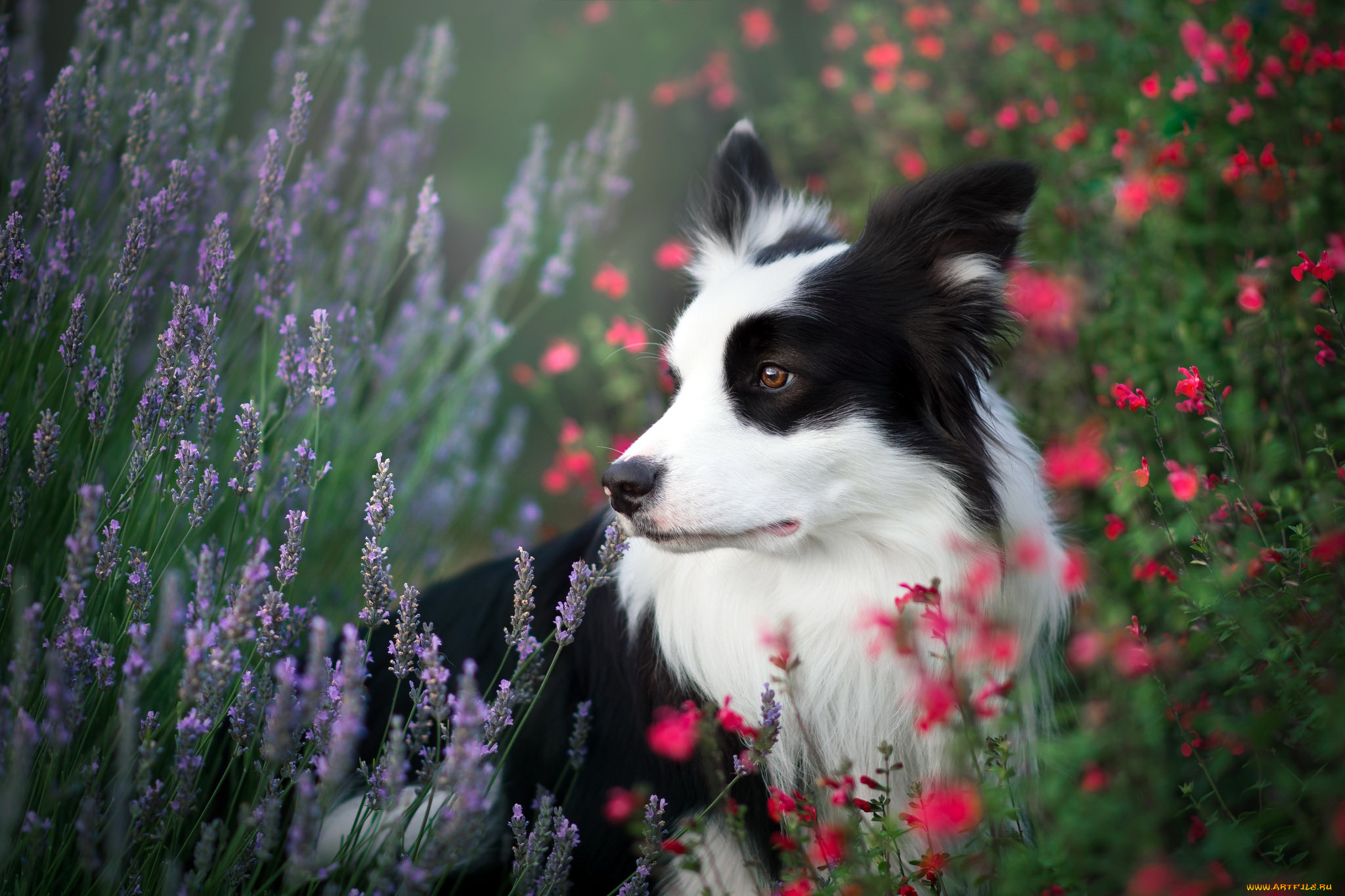 животные, собаки, лето, собака, цветы