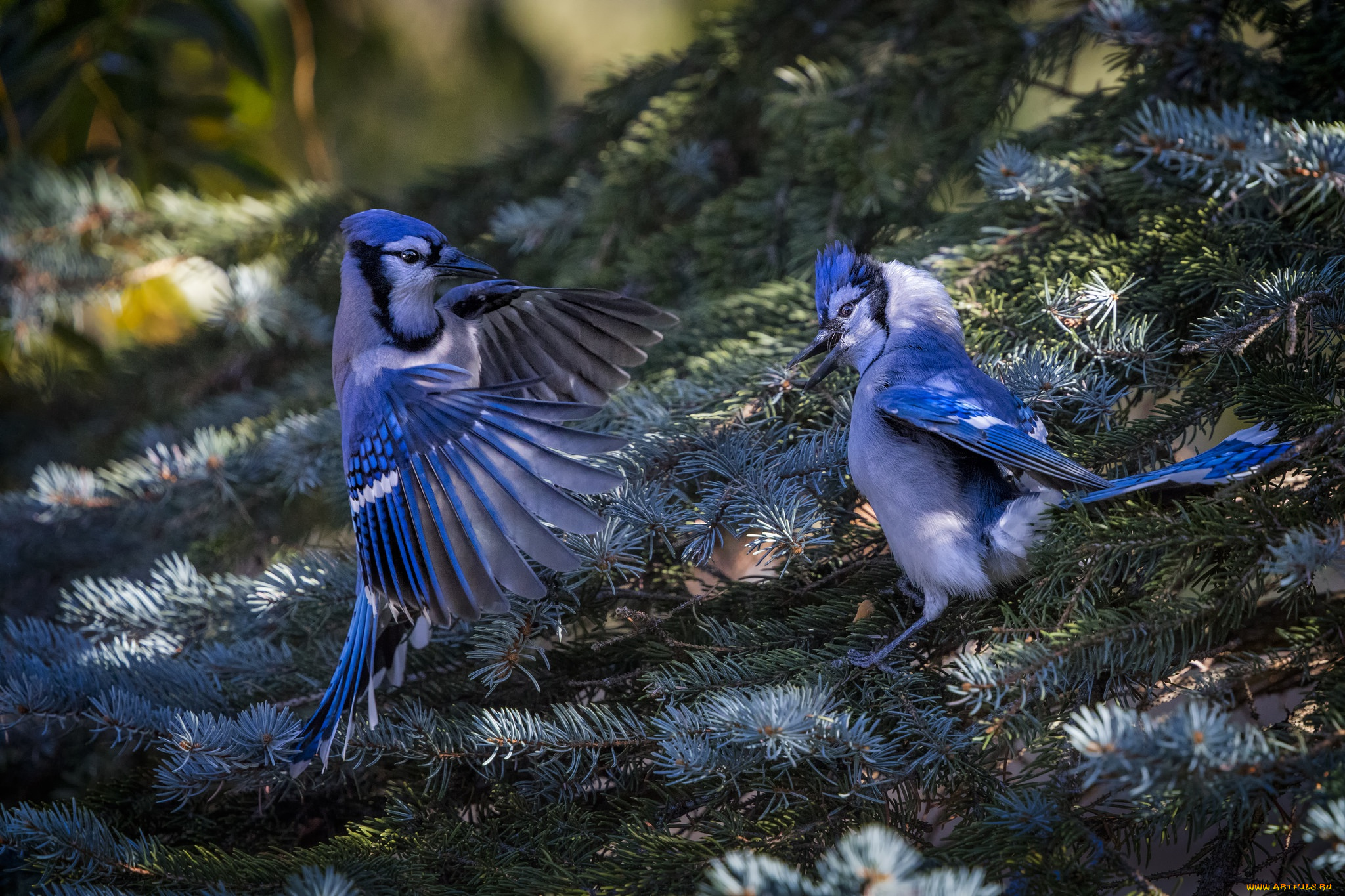 Две синие птицы. Голубая кустарниковая Сойка. Североамериканская голубая Сойка. Синяя Сойка птица. Стеллерова черноголовая голубая Сойка.