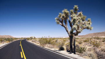 Картинка природа дороги дерево пустыня дорога разметка шоссе