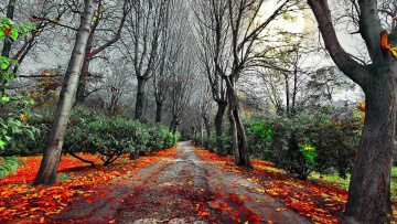 Картинка природа дороги проселочная дорога осень листопад листва деревья